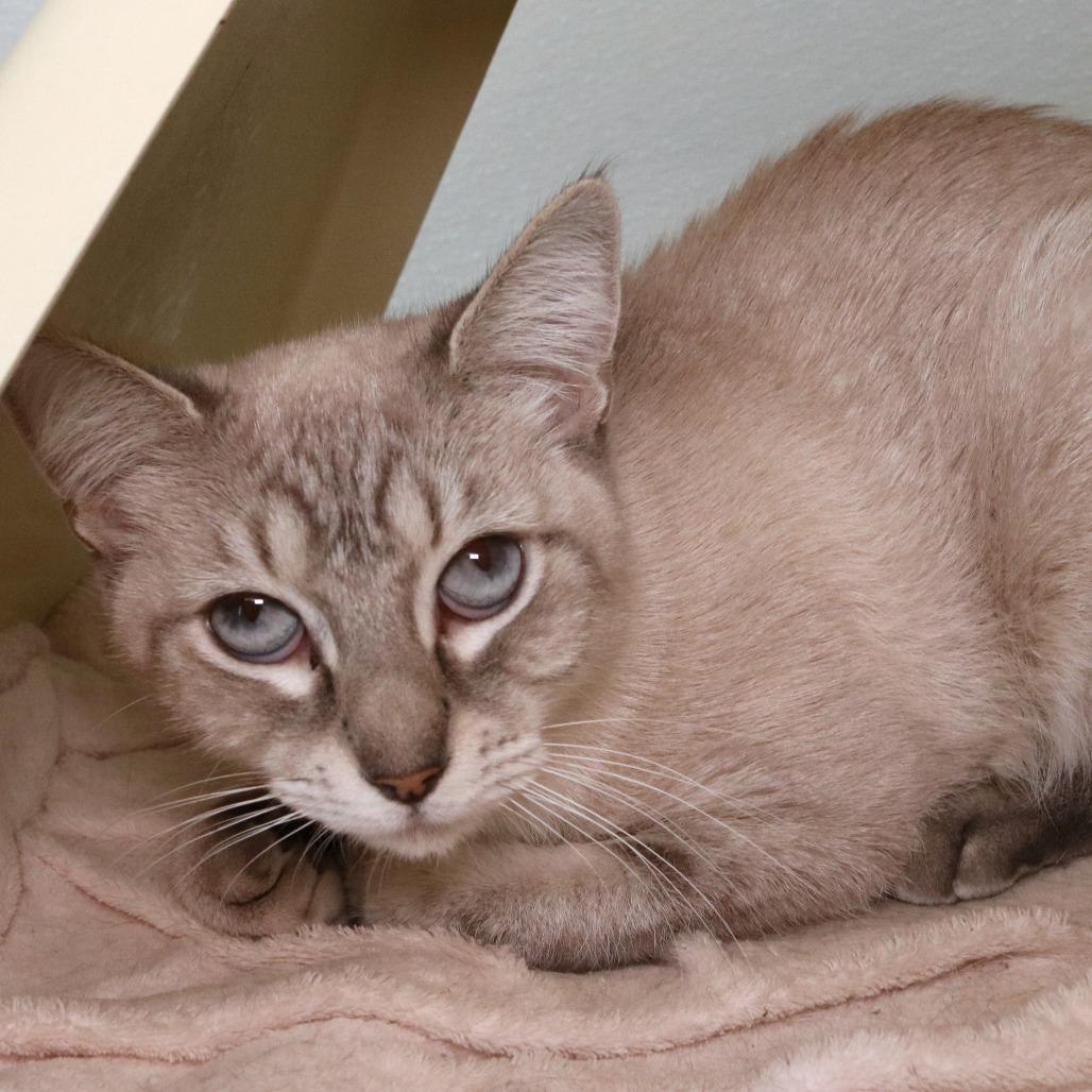 Nubis, a Adoptable Domestic Short Hair in Rifle, CO image 2/2