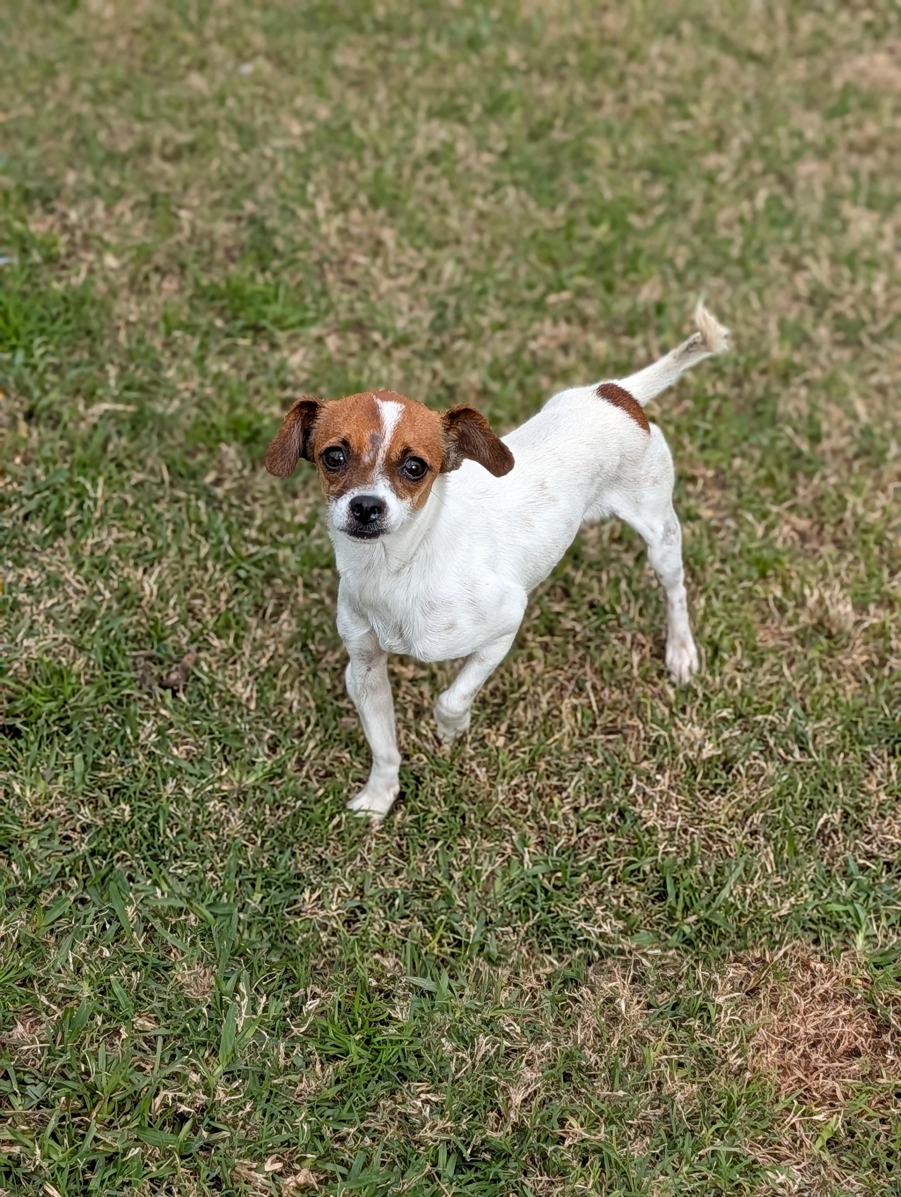 Enlarge Louie, a Adoptable mixed breed in Baton Rouge, LA image 3/3