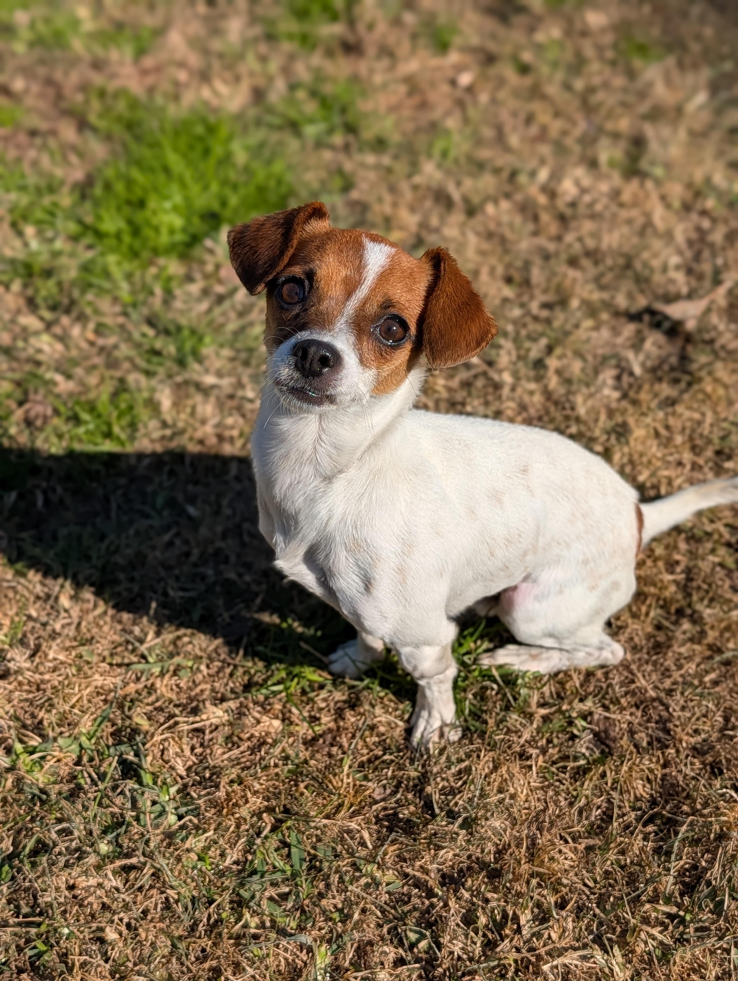 Enlarge Louie, a Adoptable mixed breed in Baton Rouge, LA image 1/3