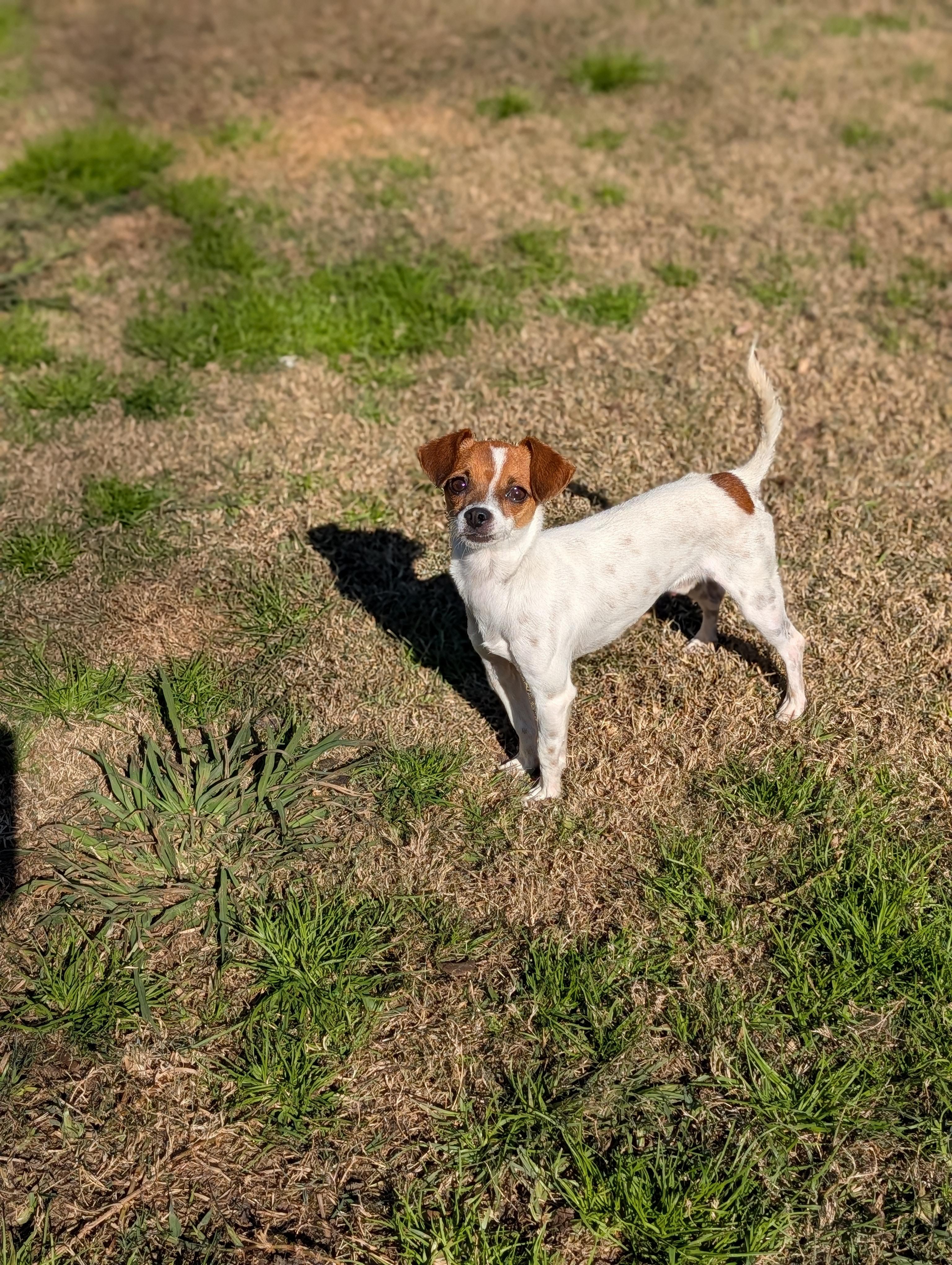 Enlarge Louie, a Adoptable mixed breed in Baton Rouge, LA image 2/3