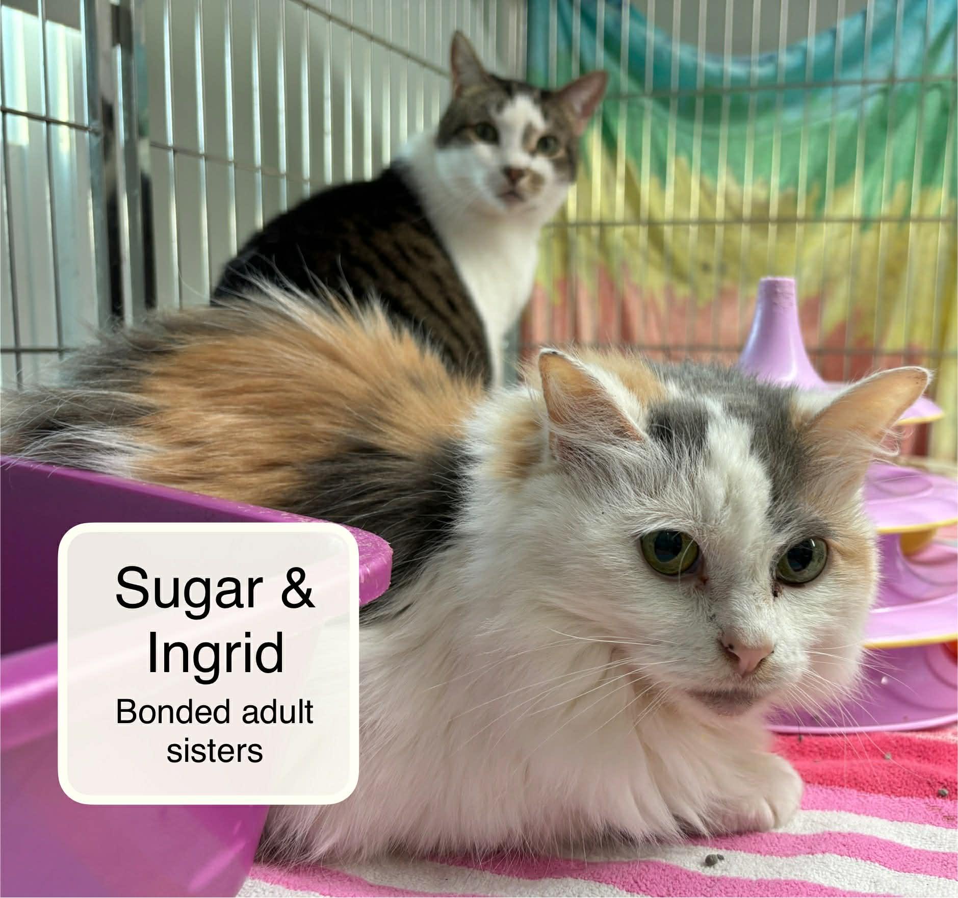 Sugar bonded with Ingrid, a Adoptable Domestic Short Hair in Ellicott City, MD image 2/3