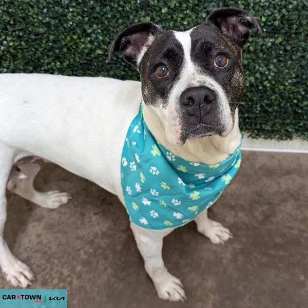 Enlarge Sugarplum, a Adoptable mixed breed in Lexington, KY image 1/1