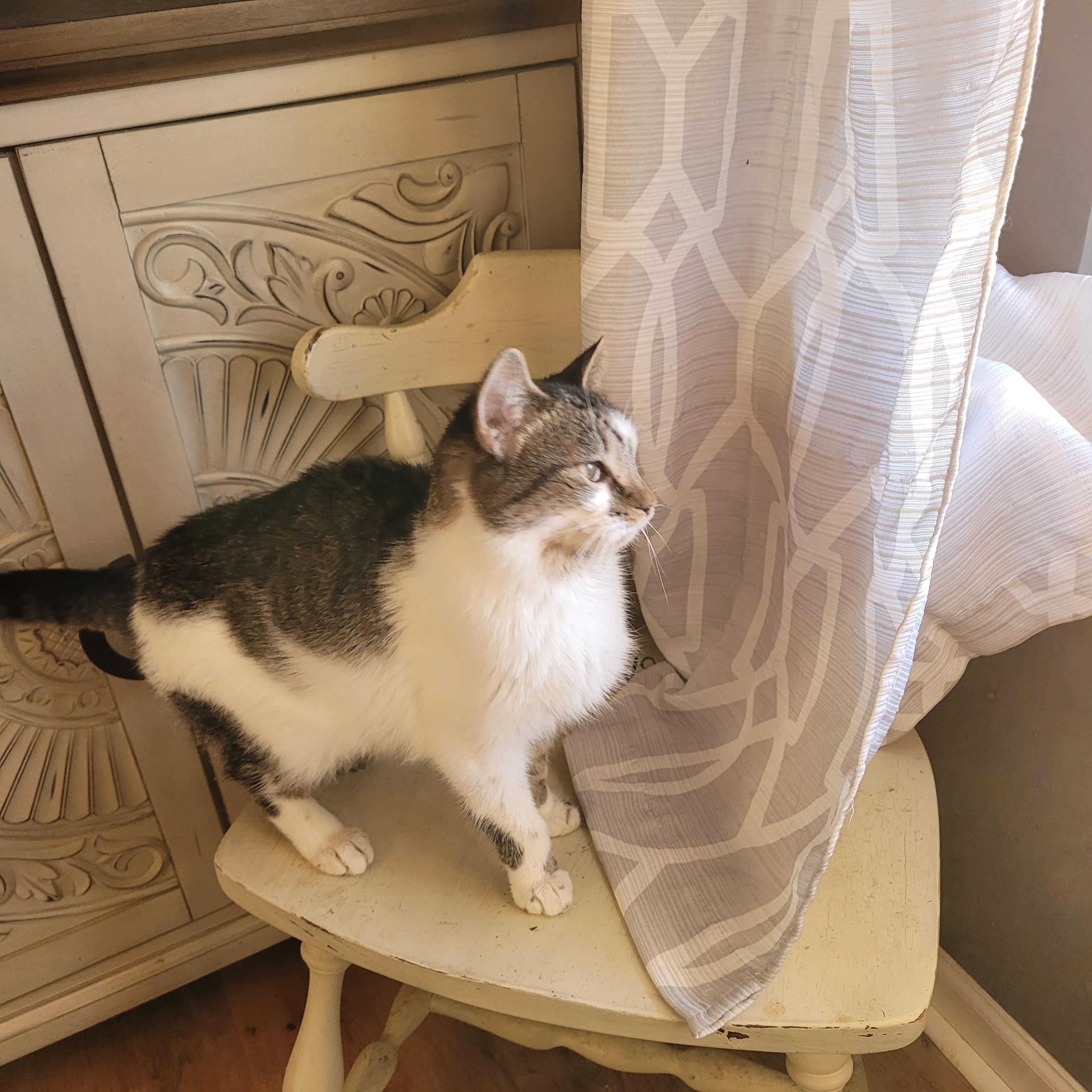 Enlarge Birdie, a ADOPTABLE Domestic Short Hair in Indianapolis, IN image 3/5