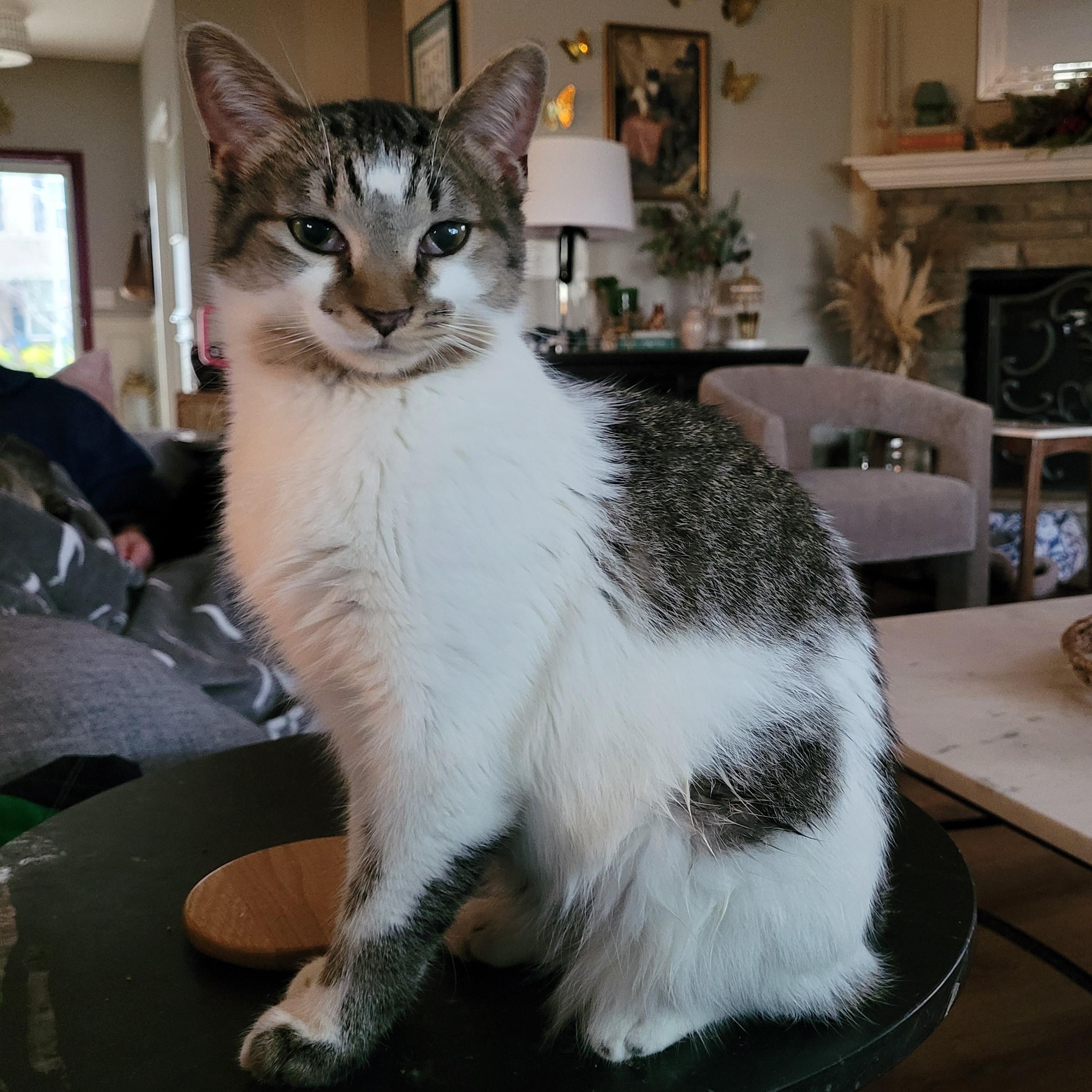 Enlarge Birdie, a ADOPTABLE Domestic Short Hair in Indianapolis, IN image 3/6