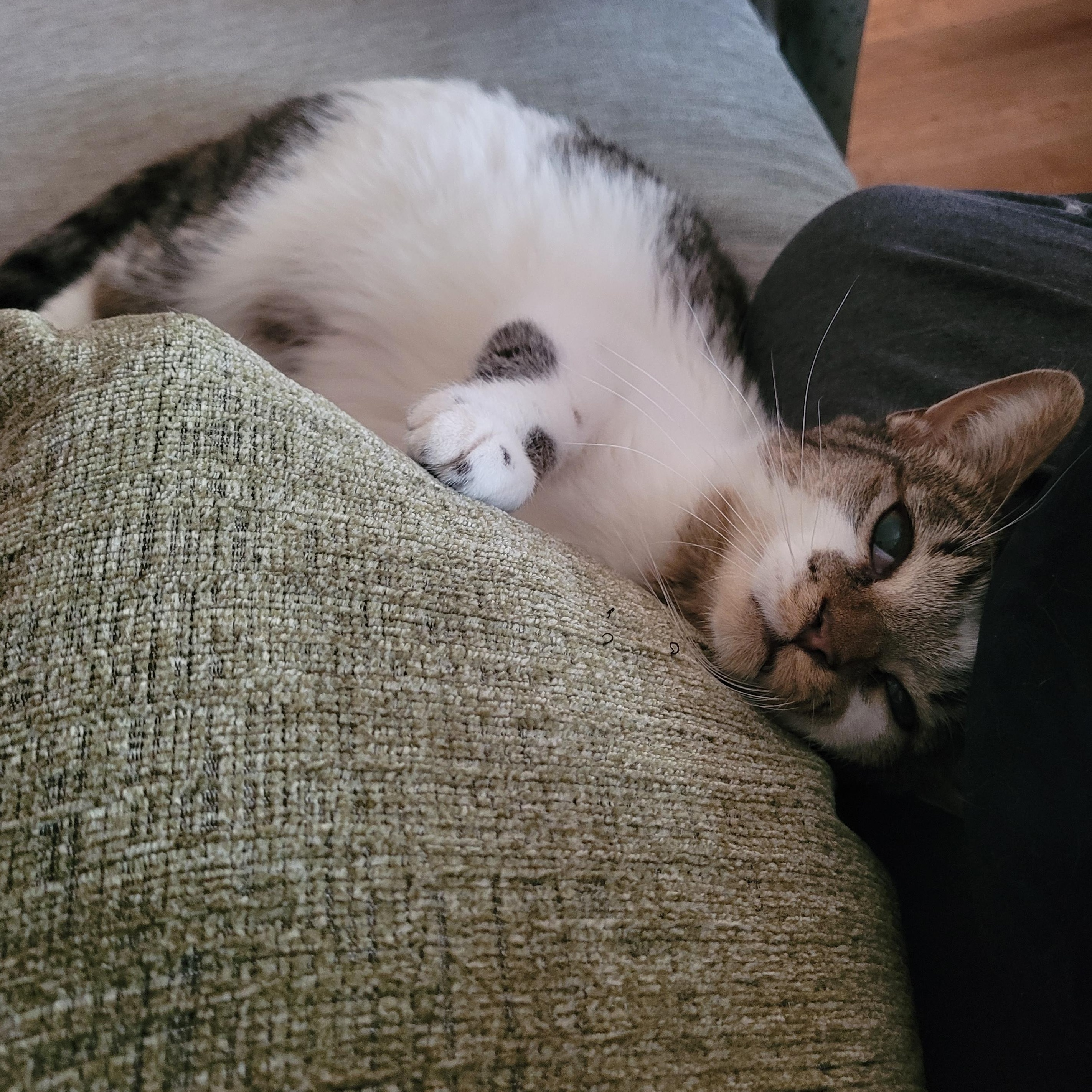 Enlarge Birdie, a ADOPTABLE Domestic Short Hair in Indianapolis, IN image 6/6