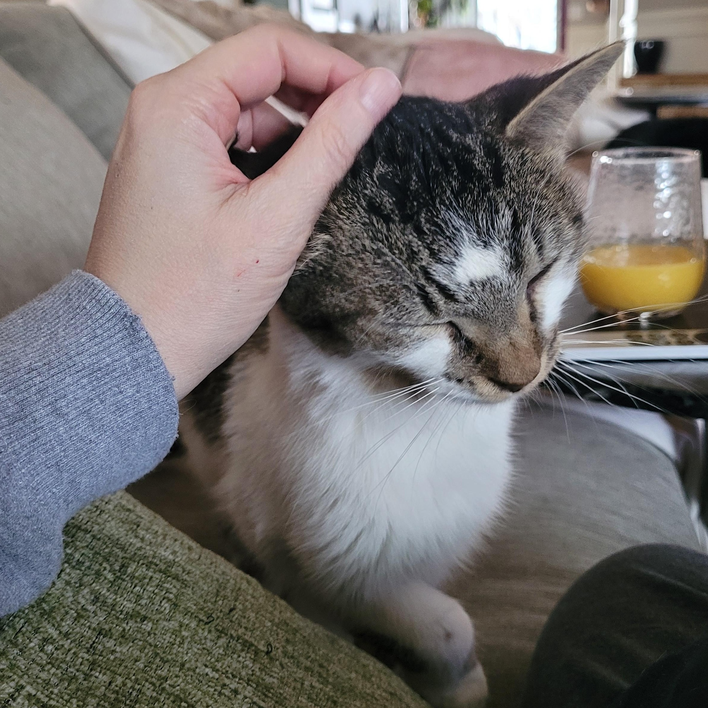 Enlarge Birdie, a ADOPTABLE Domestic Short Hair in Indianapolis, IN image 5/6