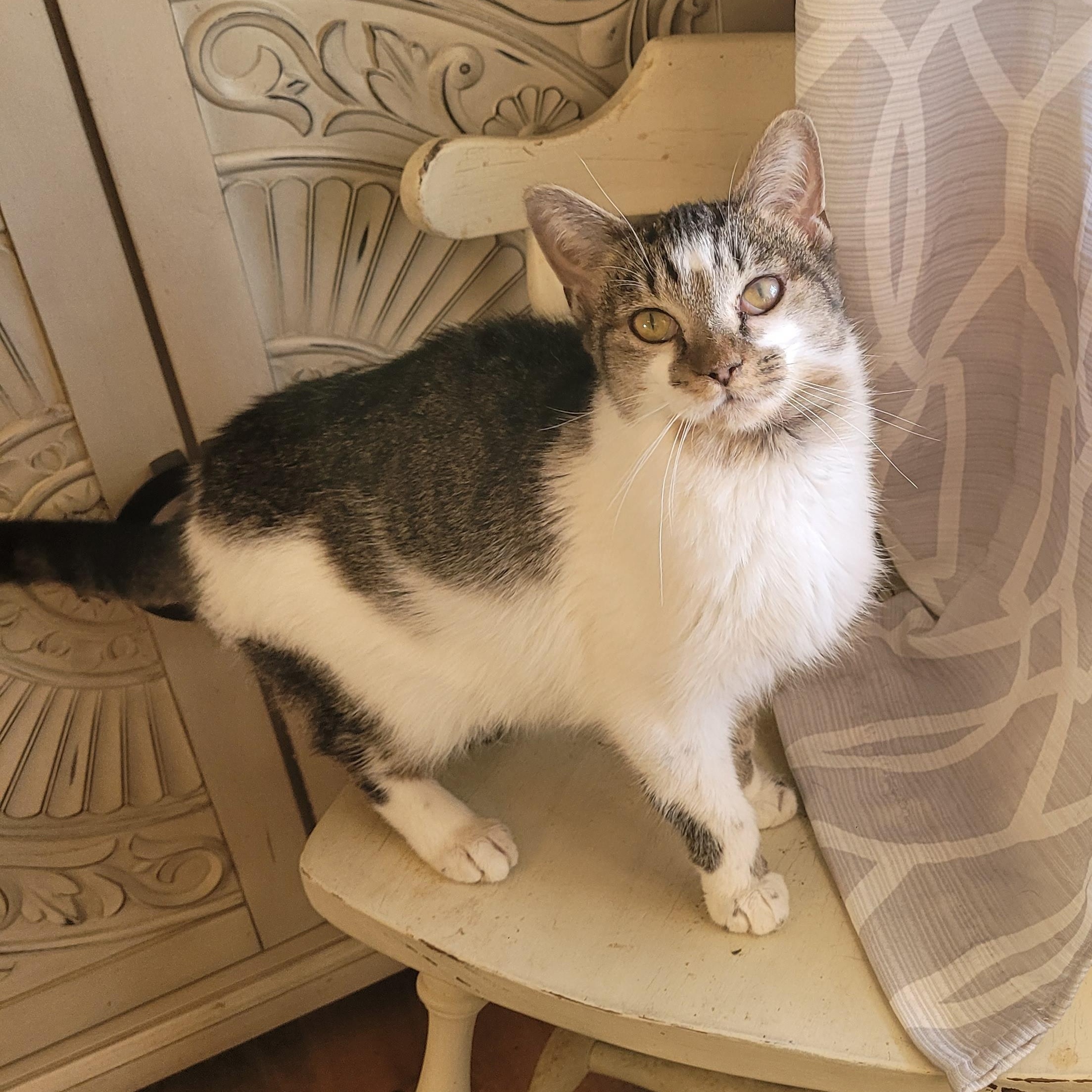 Enlarge Birdie, a ADOPTABLE Domestic Short Hair in Indianapolis, IN image 1/5