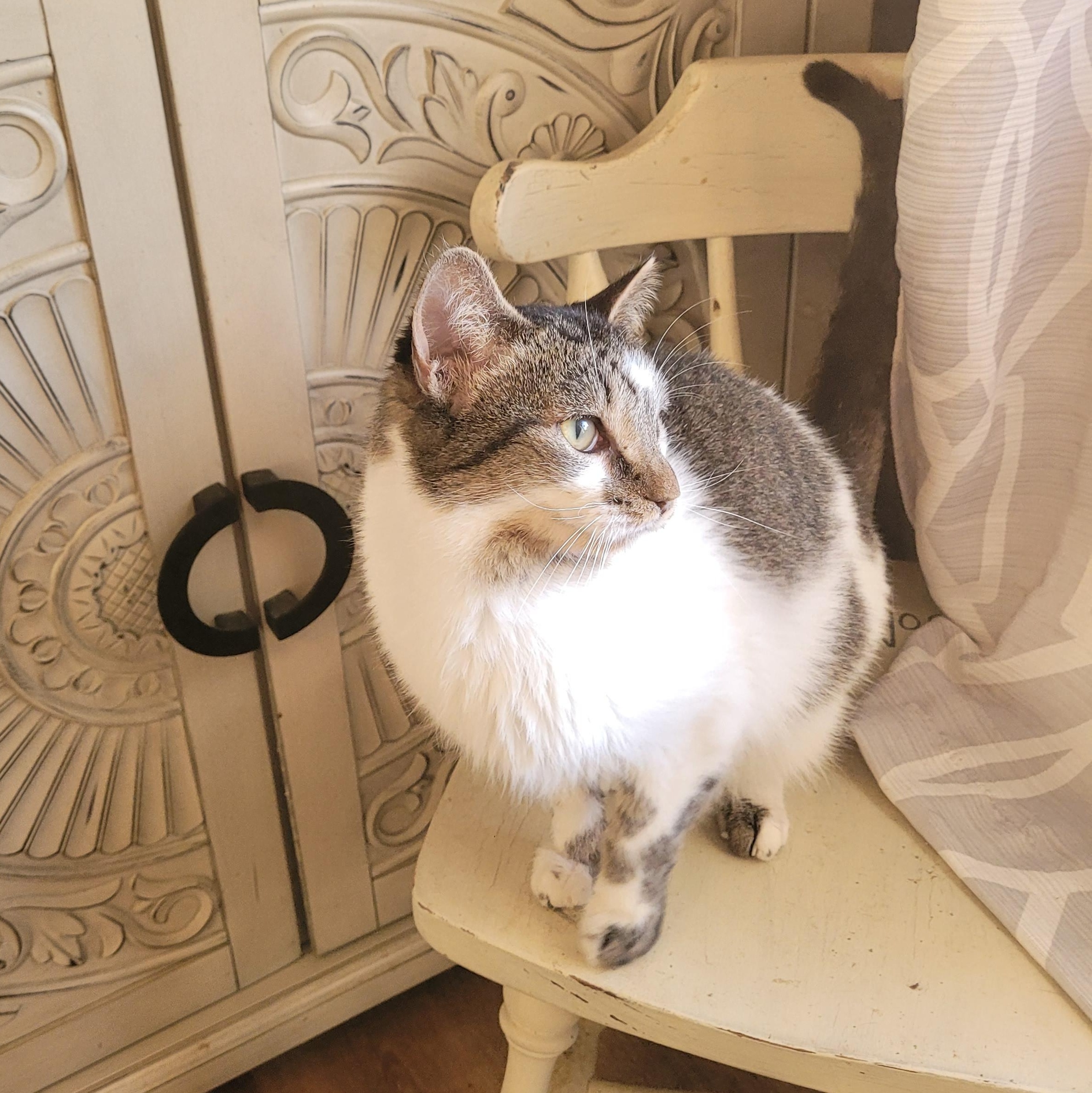 Enlarge Birdie, a ADOPTABLE Domestic Short Hair in Indianapolis, IN image 4/5