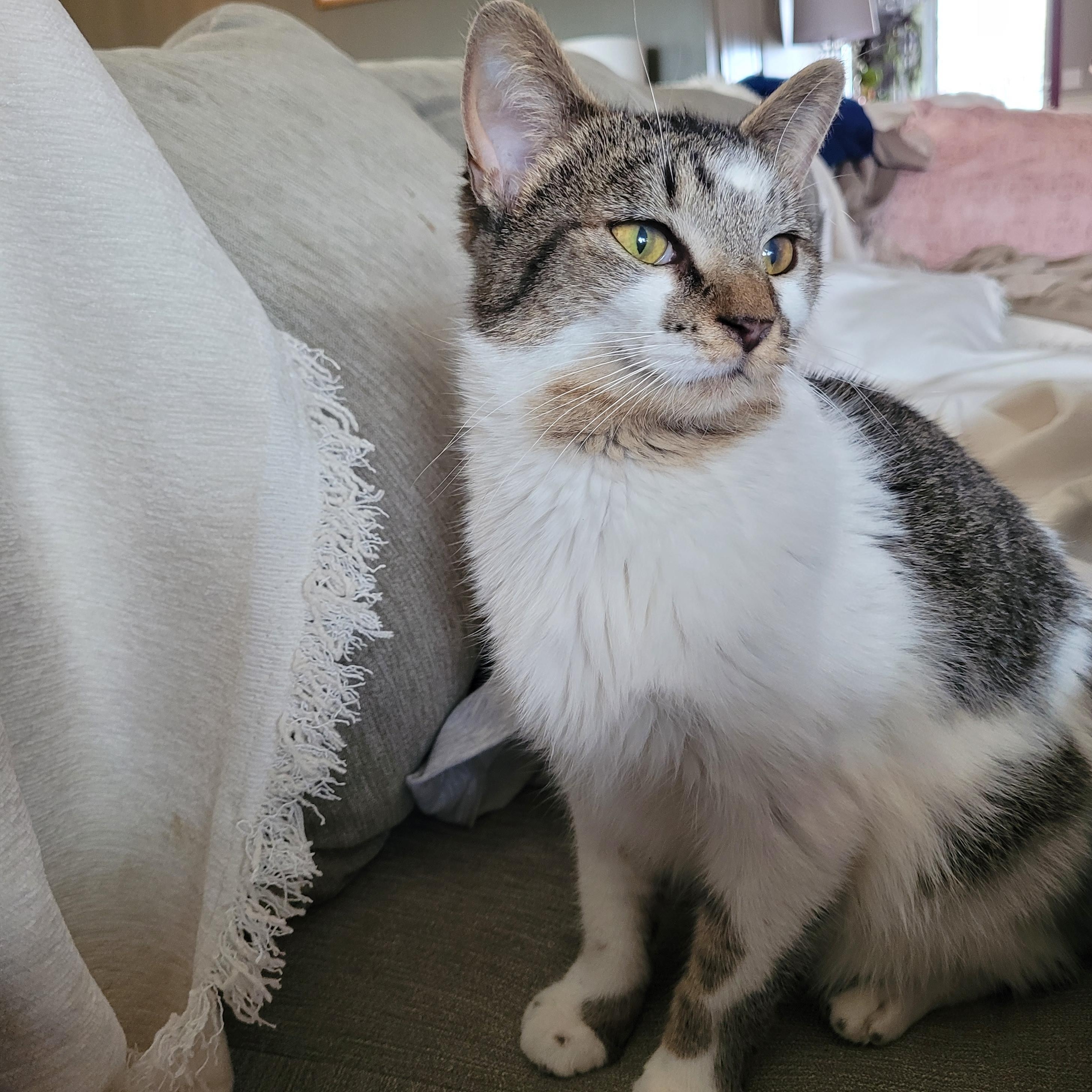 Enlarge Birdie, a ADOPTABLE Domestic Short Hair in Indianapolis, IN image 4/6