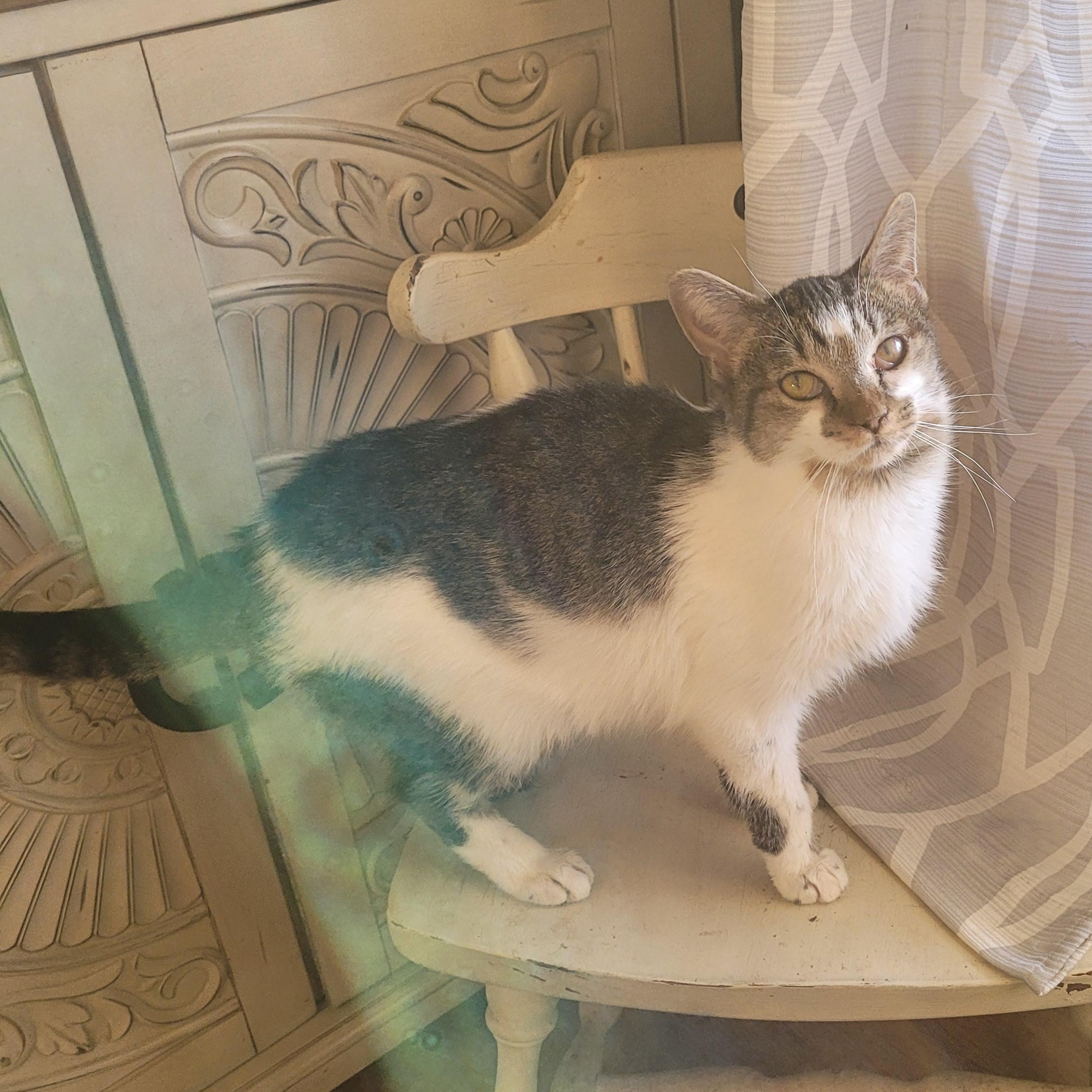 Enlarge Birdie, a ADOPTABLE Domestic Short Hair in Indianapolis, IN image 2/5