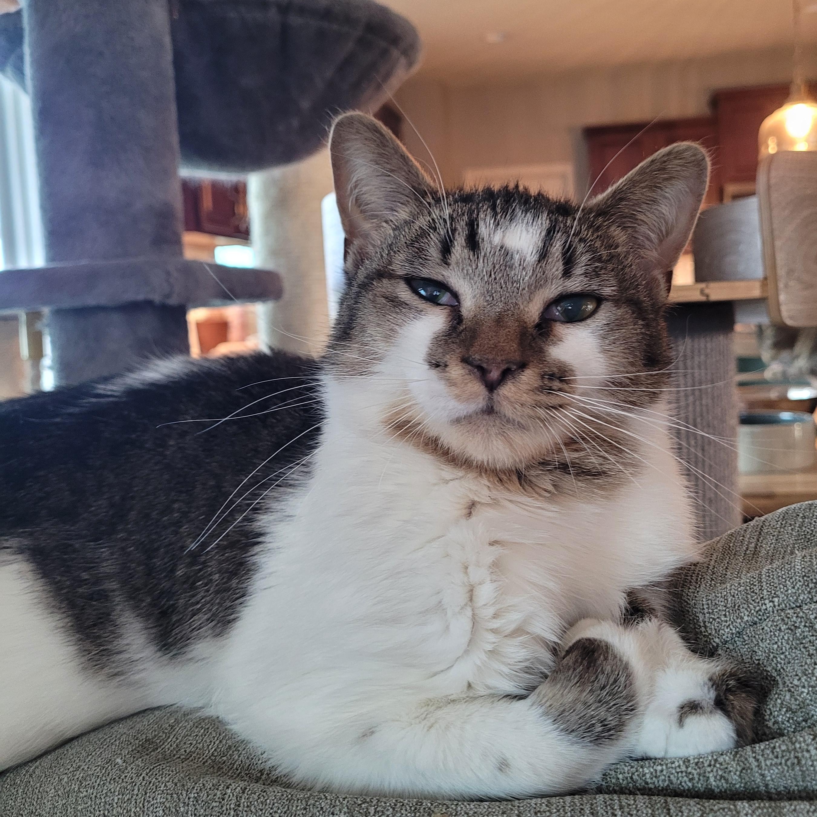 Enlarge Birdie, a ADOPTABLE Domestic Short Hair in Indianapolis, IN image 1/6