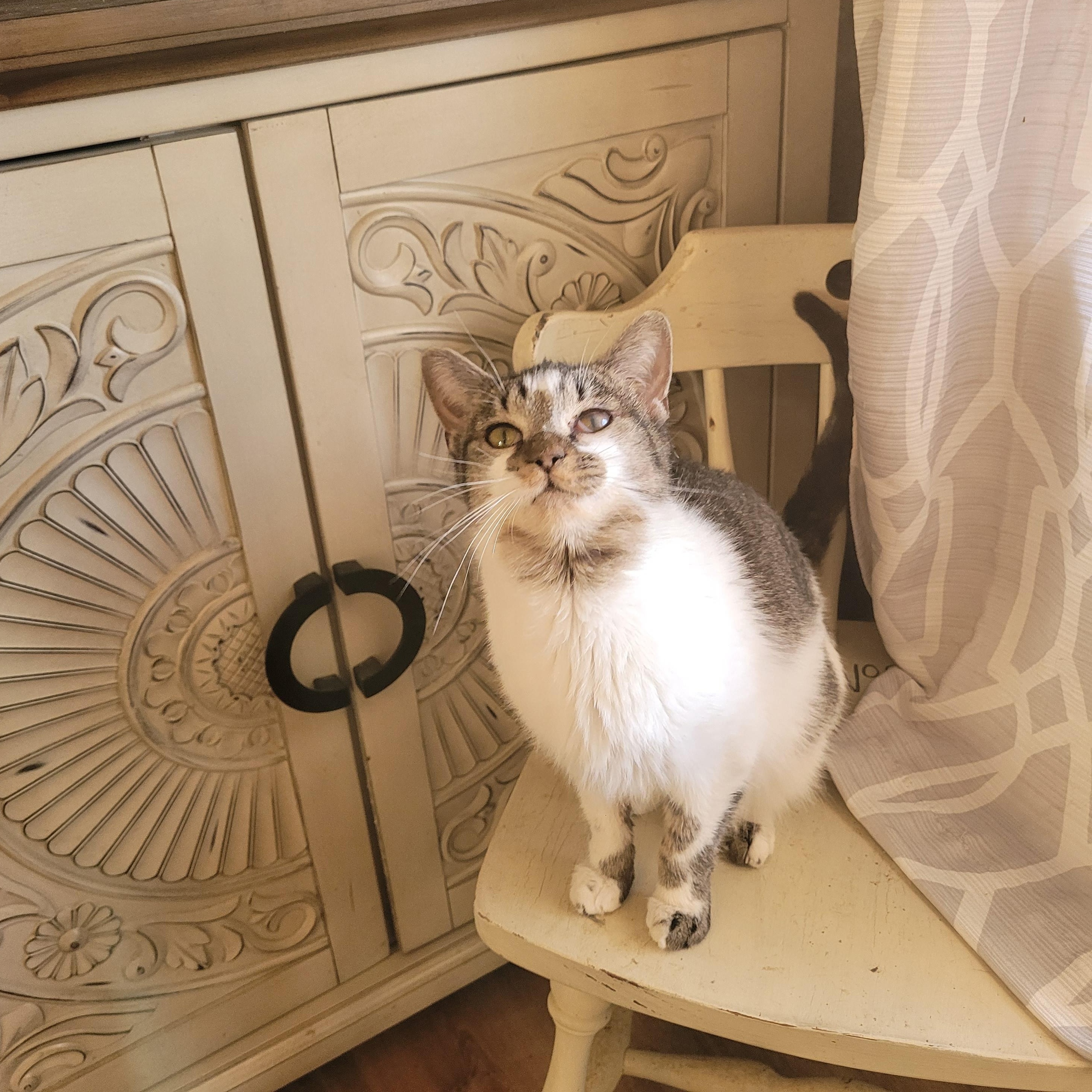 Enlarge Birdie, a ADOPTABLE Domestic Short Hair in Indianapolis, IN image 5/5