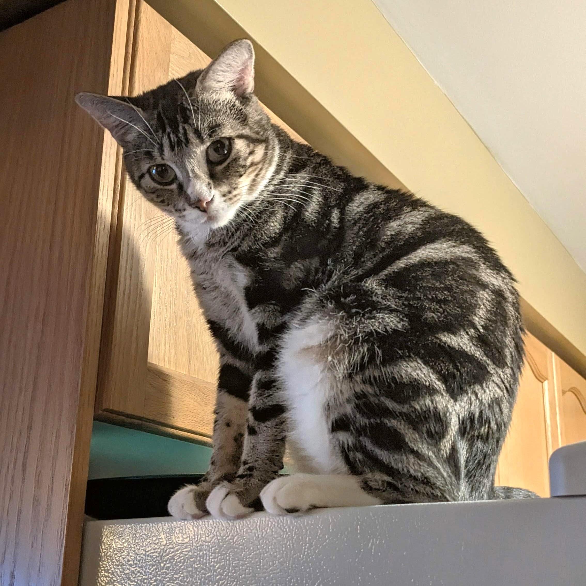 Godiva, Adopted, Young Female Tabby.