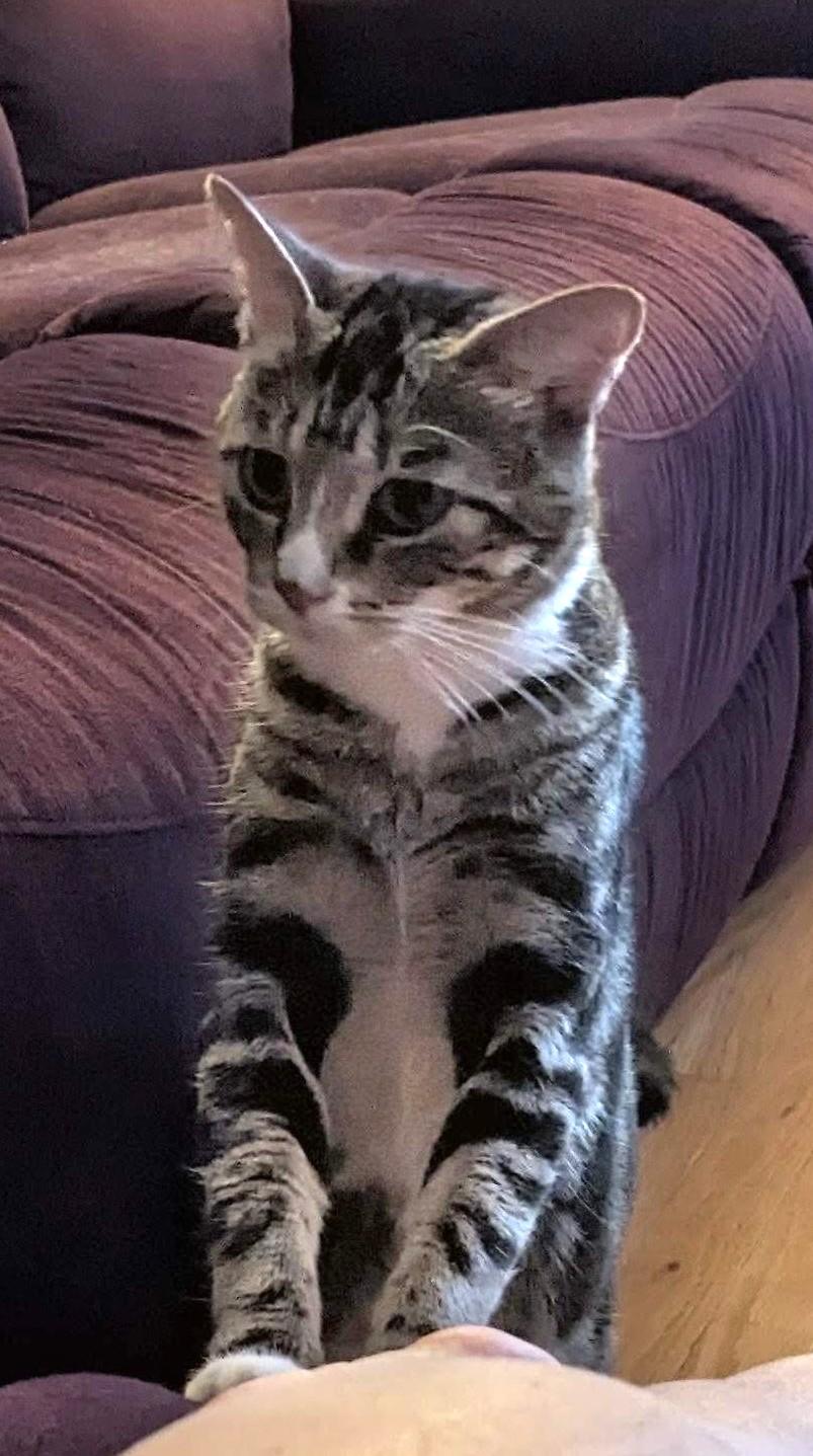 Enlarge Godiva, a Adopted Tabby in Stoney Creek, ON image 4/4