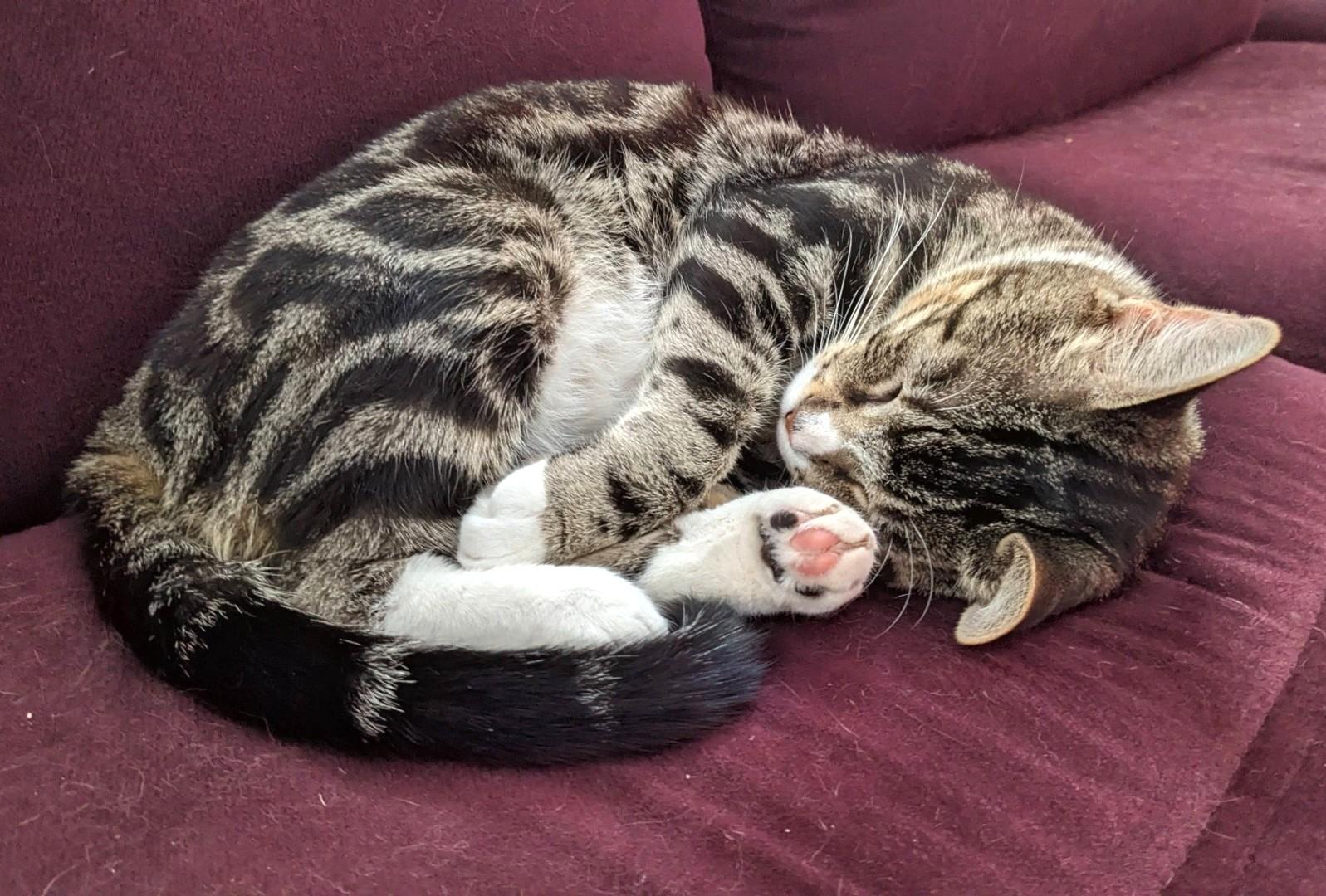 Enlarge Godiva, a Adopted Tabby in Stoney Creek, ON image 3/4