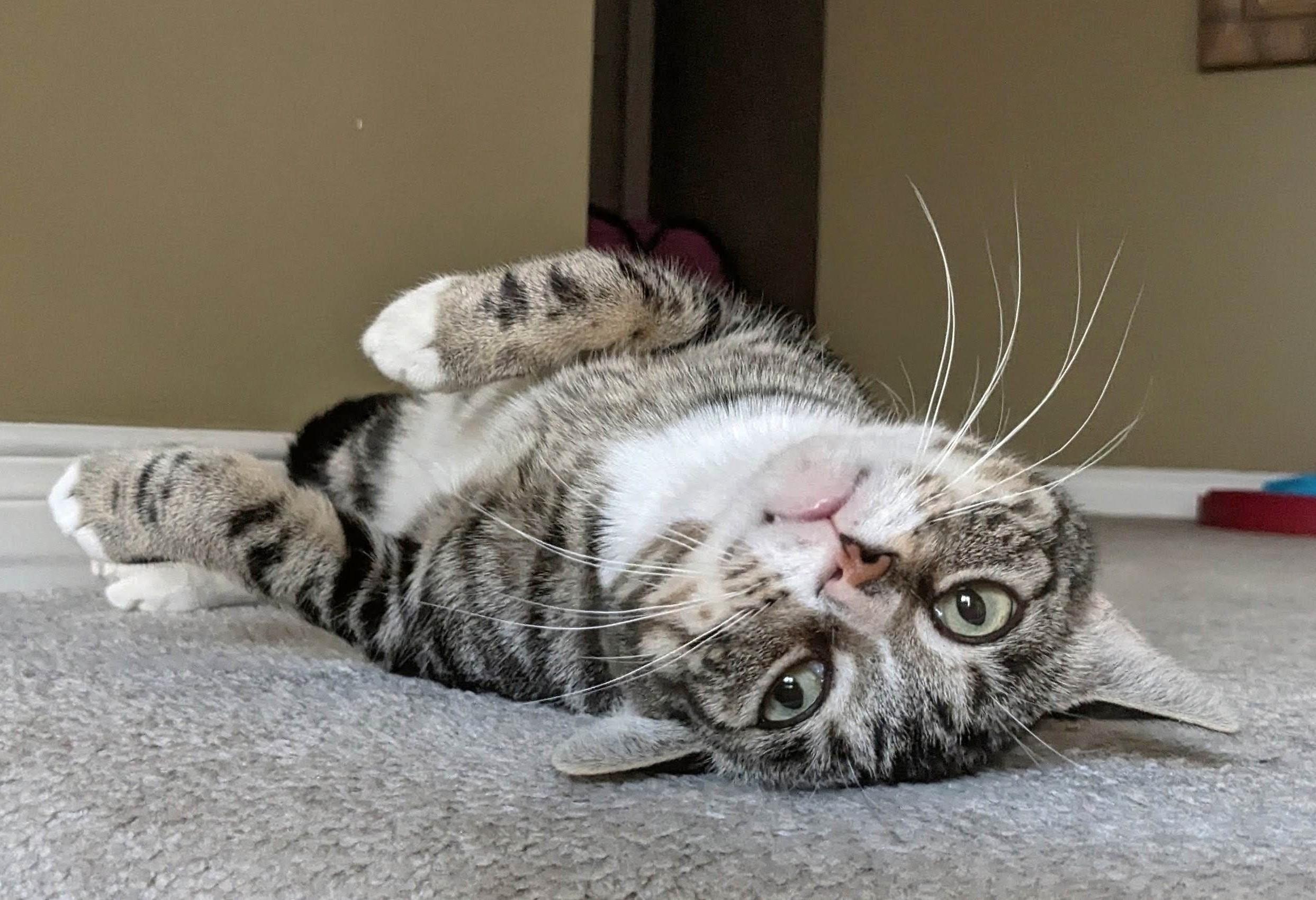 Enlarge Godiva, a Adopted Tabby in Stoney Creek, ON image 2/4
