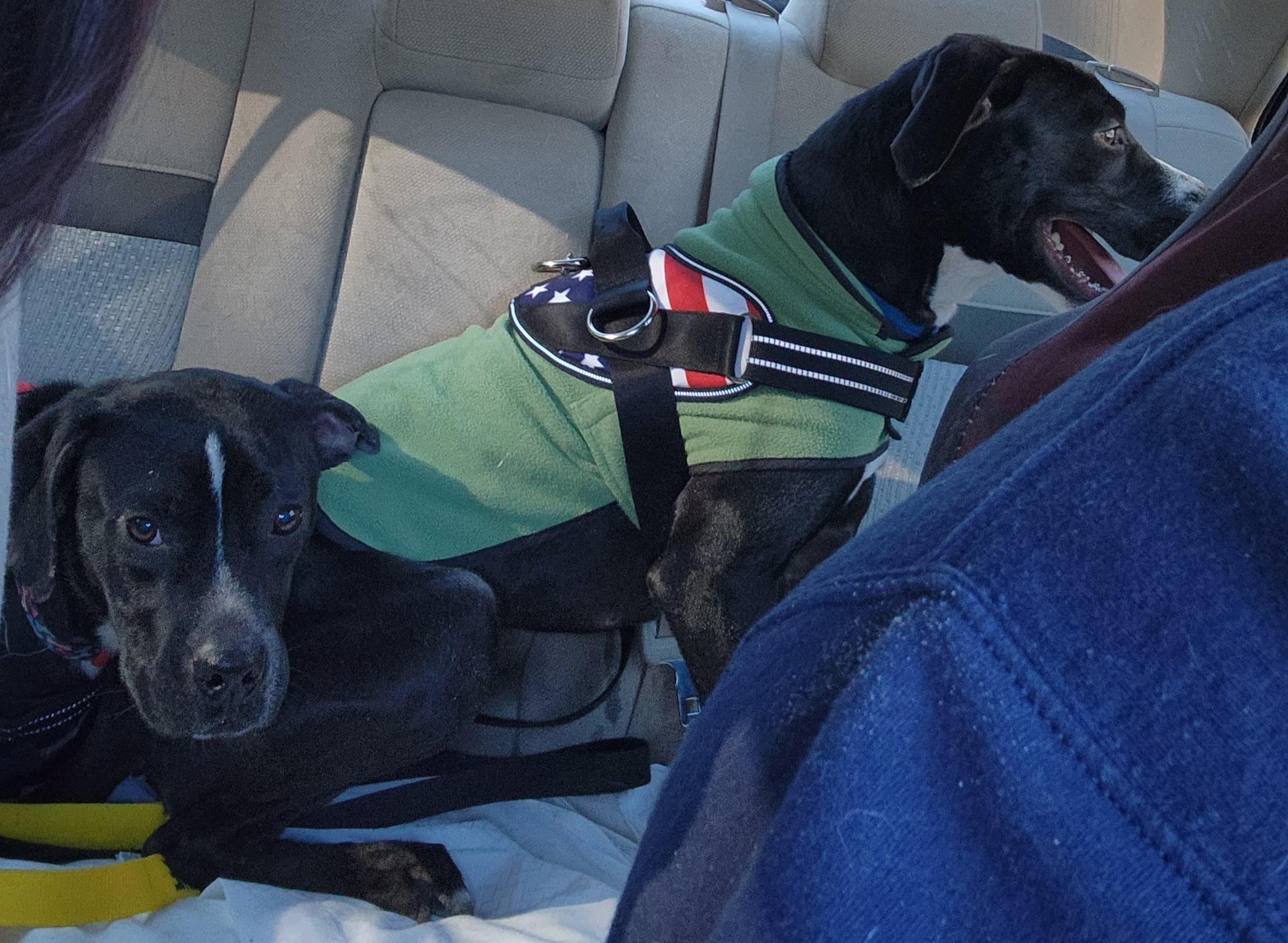 Enlarge Rocket, a Adoptable mixed breed in Medford, NY image 5/6