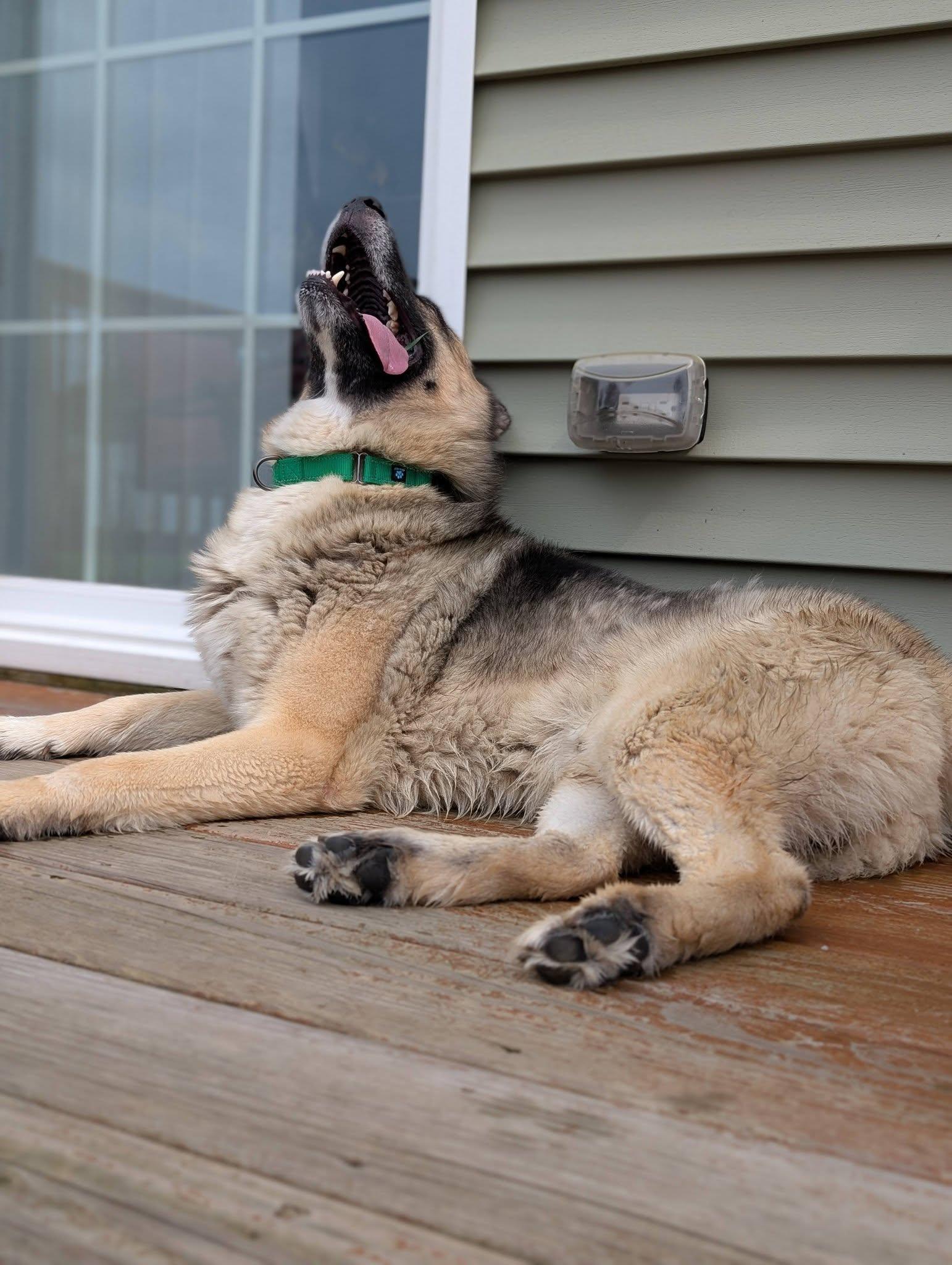 McLovin, a ADOPTABLE mixed breed in Maybrook, NY image 4/6
