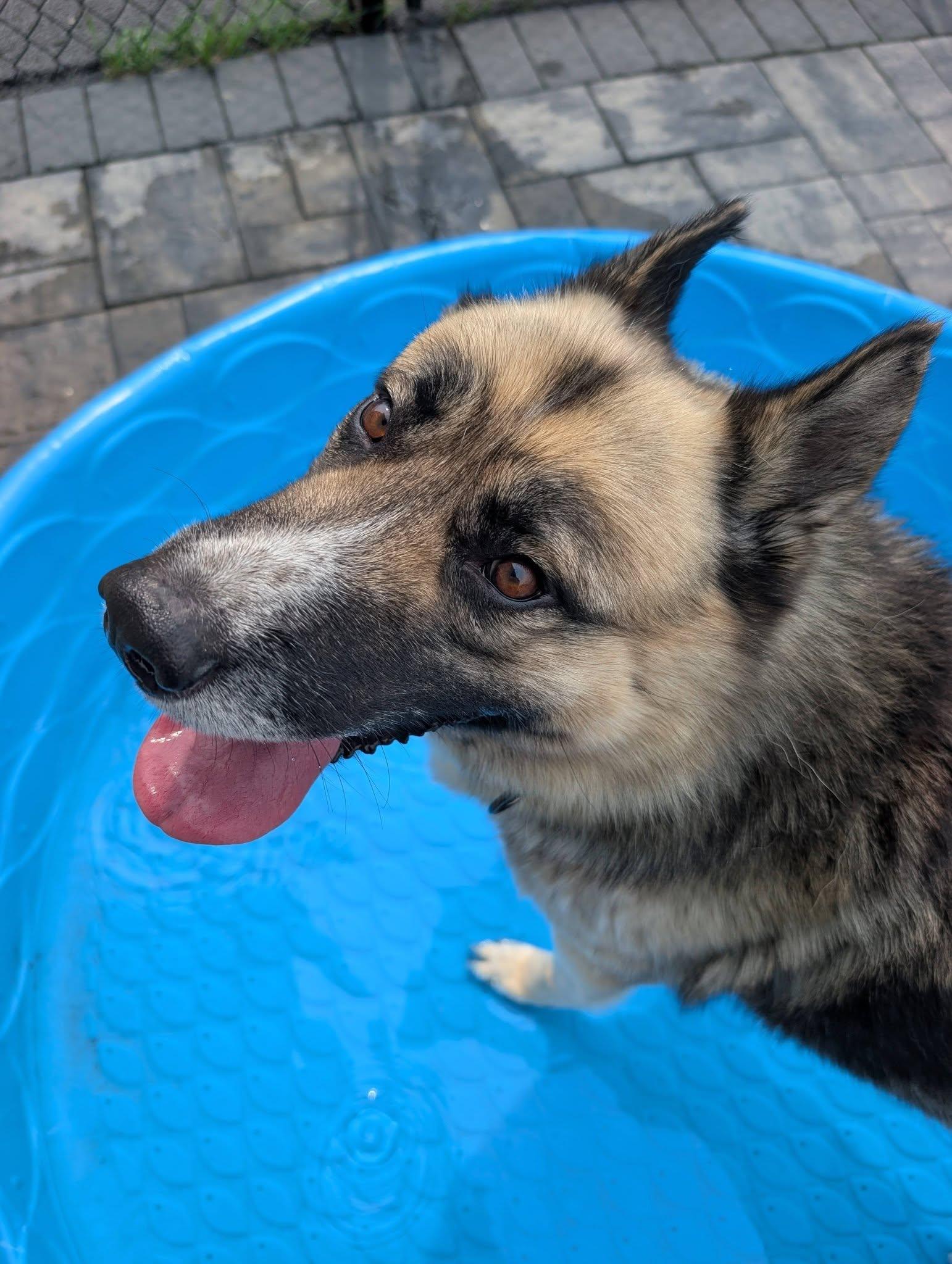 McLovin, a ADOPTABLE mixed breed in Maybrook, NY image 6/6