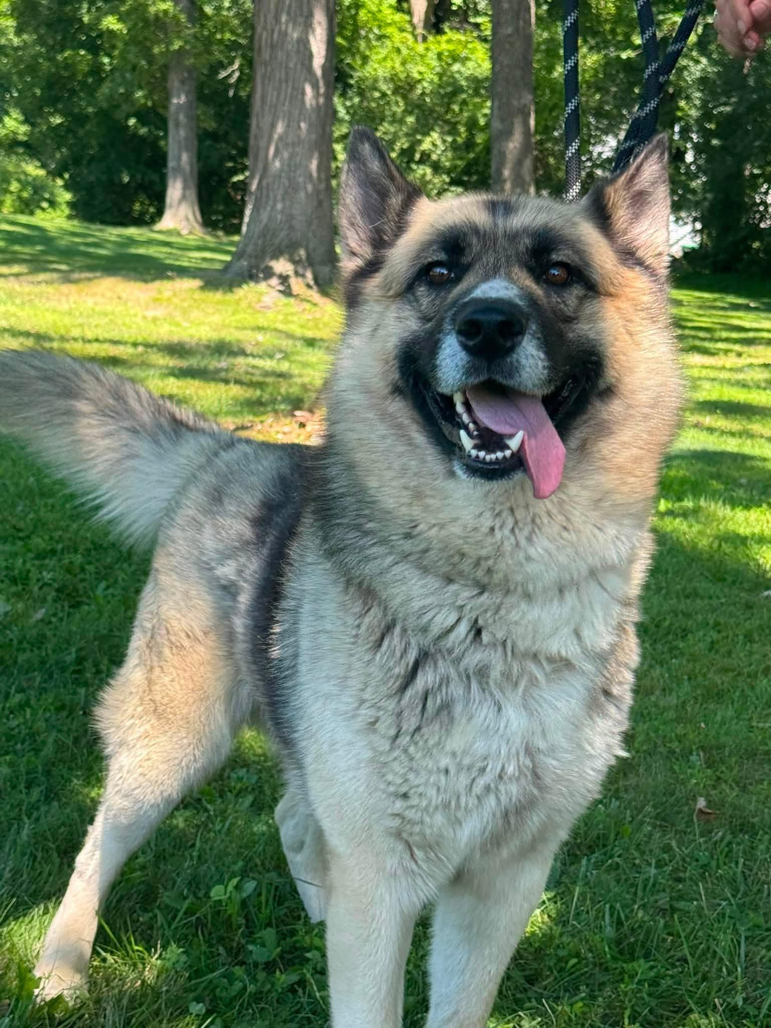 McLovin, ADOPTABLE, Young Male German Shepherd Dog & Samoyed.
