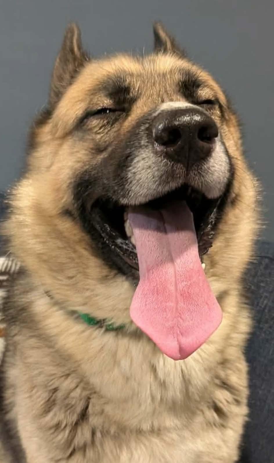 McLovin, a ADOPTABLE mixed breed in Maybrook, NY image 5/6