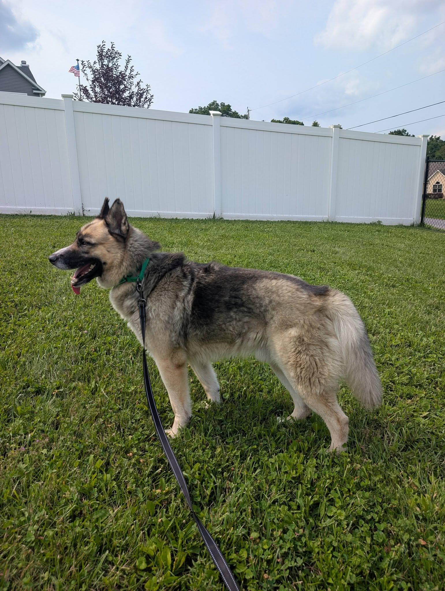 McLovin, a ADOPTABLE mixed breed in Maybrook, NY image 2/6