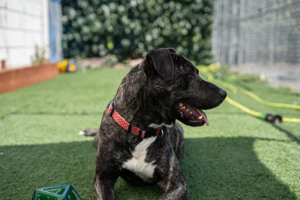 Bubba, Adoptable, Adult Male Pit Bull Terrier.