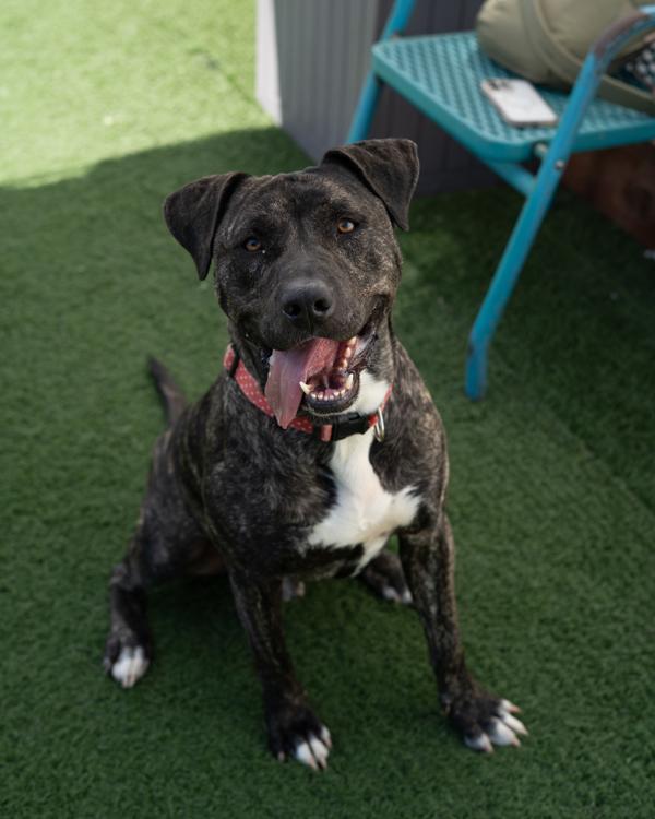 Bubba, Adoptable, Adult Male Pit Bull Terrier.