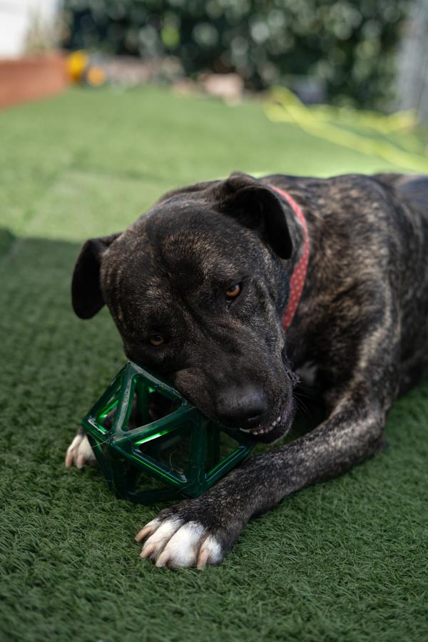 Bubba, a Adoptable mixed breed in Vallejo, CA image 3/6