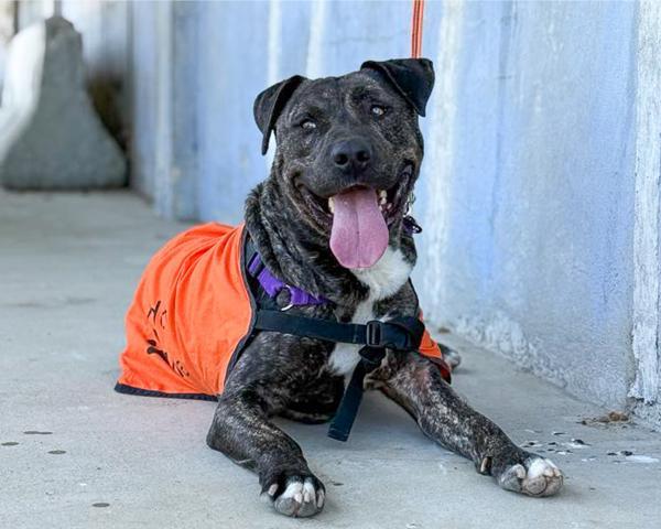 Bubba, a Adoptable mixed breed in Vallejo, CA image 4/6