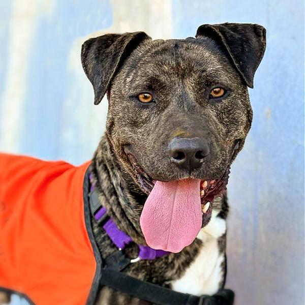 Enlarge Bubba, a Adoptable mixed breed in Vallejo, CA image 3/6