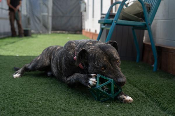 Bubba, a Adoptable mixed breed in Vallejo, CA image 6/6