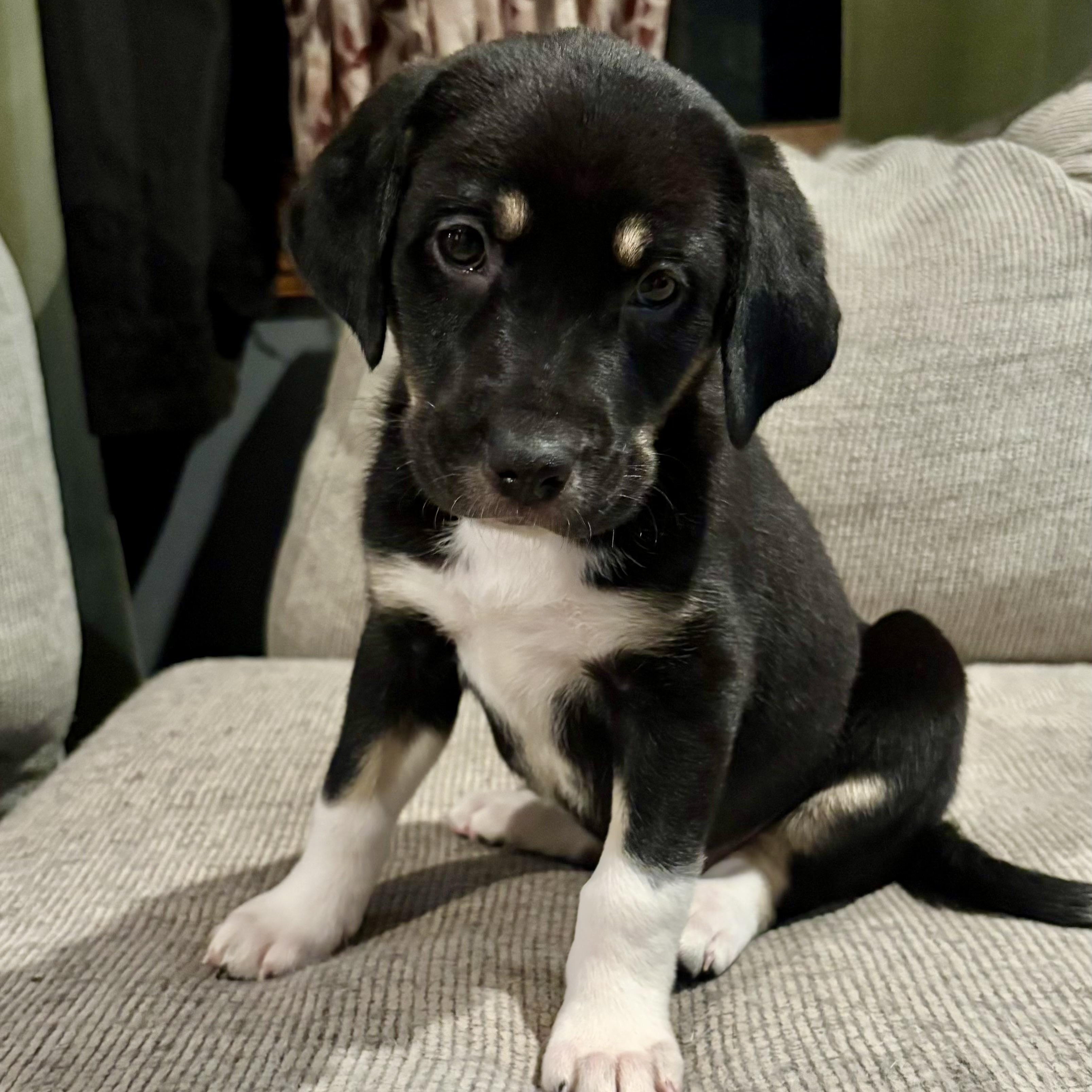 Enlarge Deena, a Adoptable mixed breed in Babylon, NY image 5/5