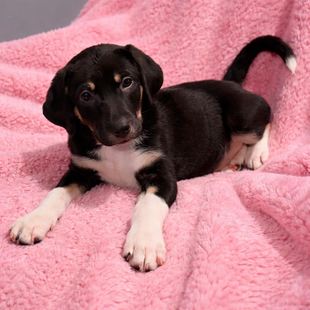 Enlarge Deena, a Adoptable mixed breed in Babylon, NY image 2/5