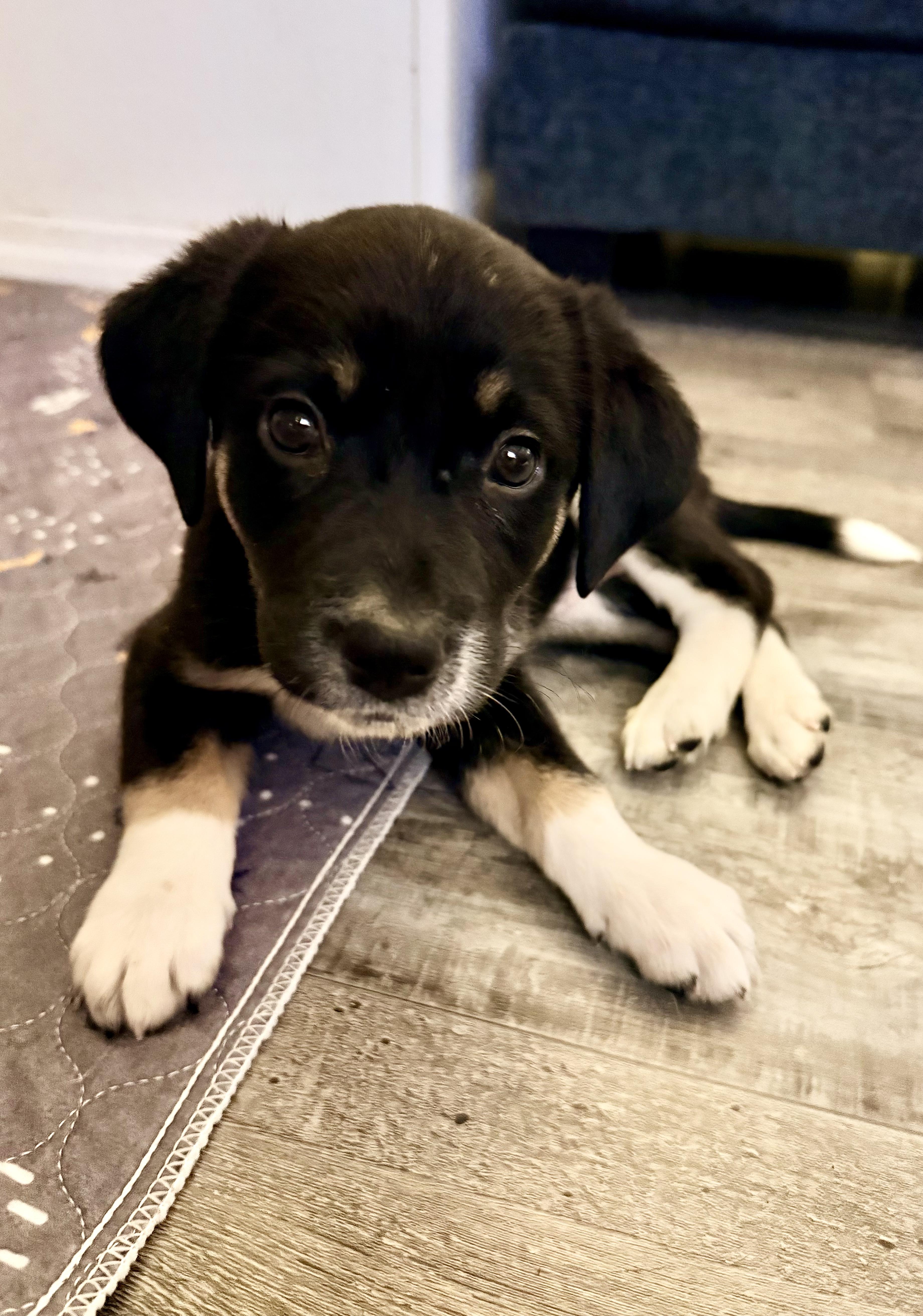 Deena, Adoptable, Puppy Female Australian Shepherd.