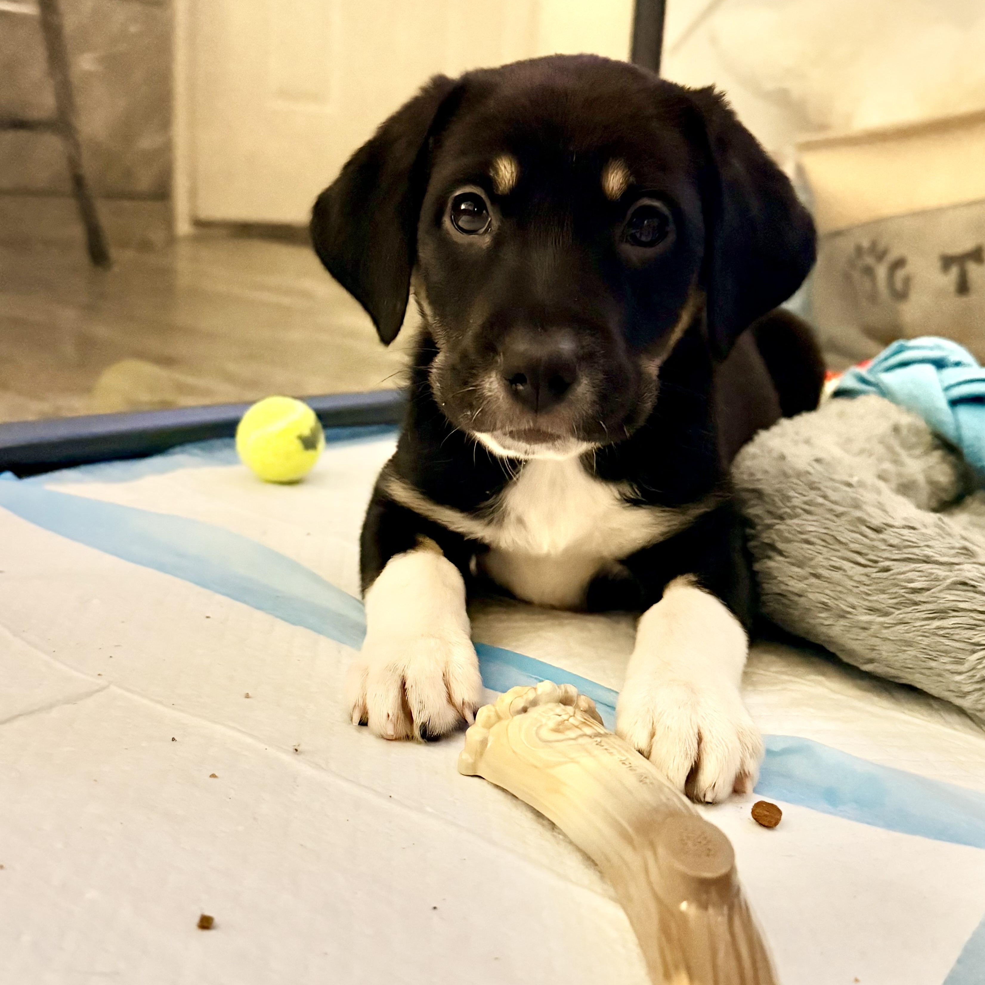 Enlarge Deena, a Adoptable mixed breed in Babylon, NY image 4/5