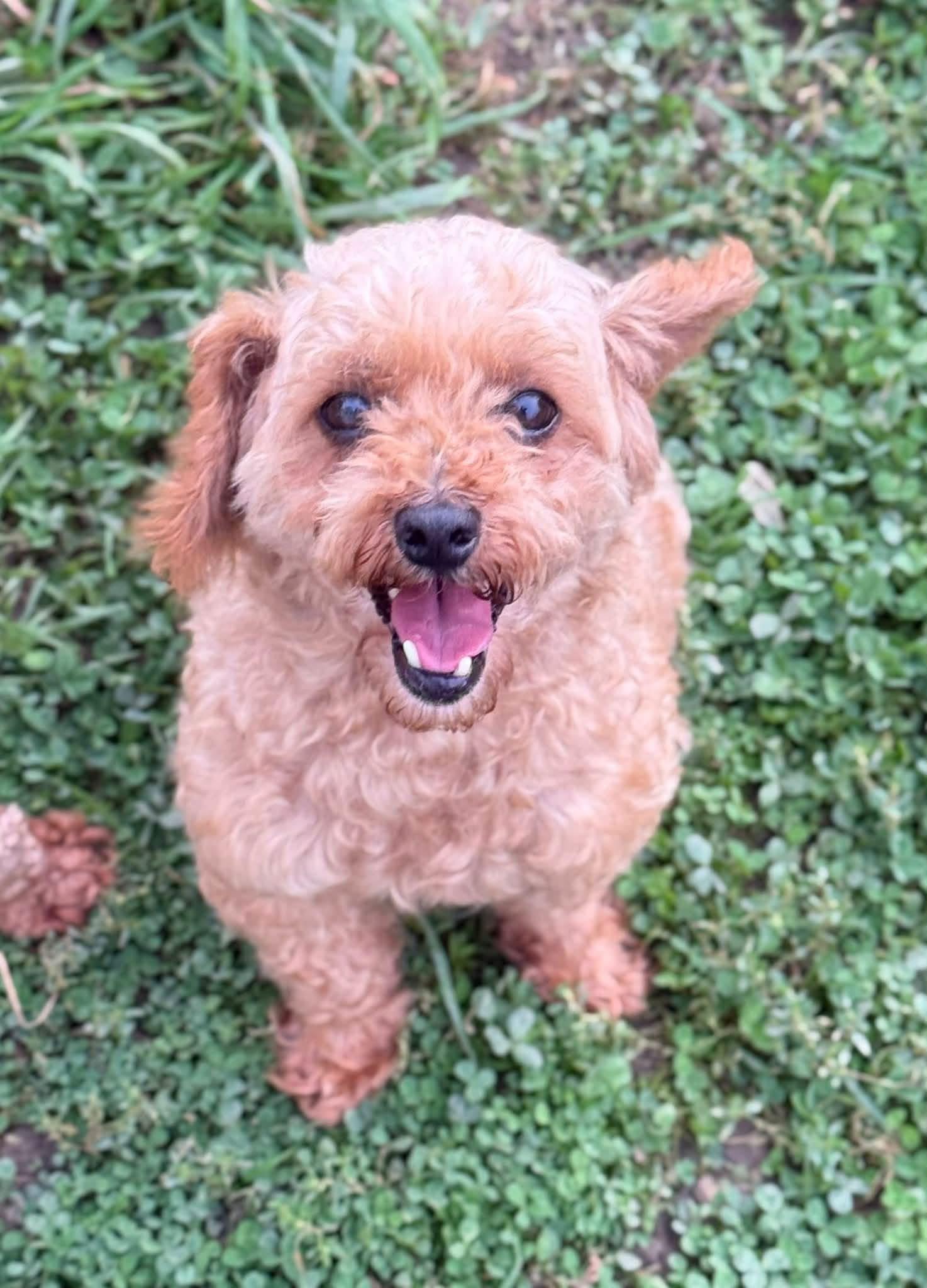 Bear, Adopted, Adult Male Miniature Poodle.