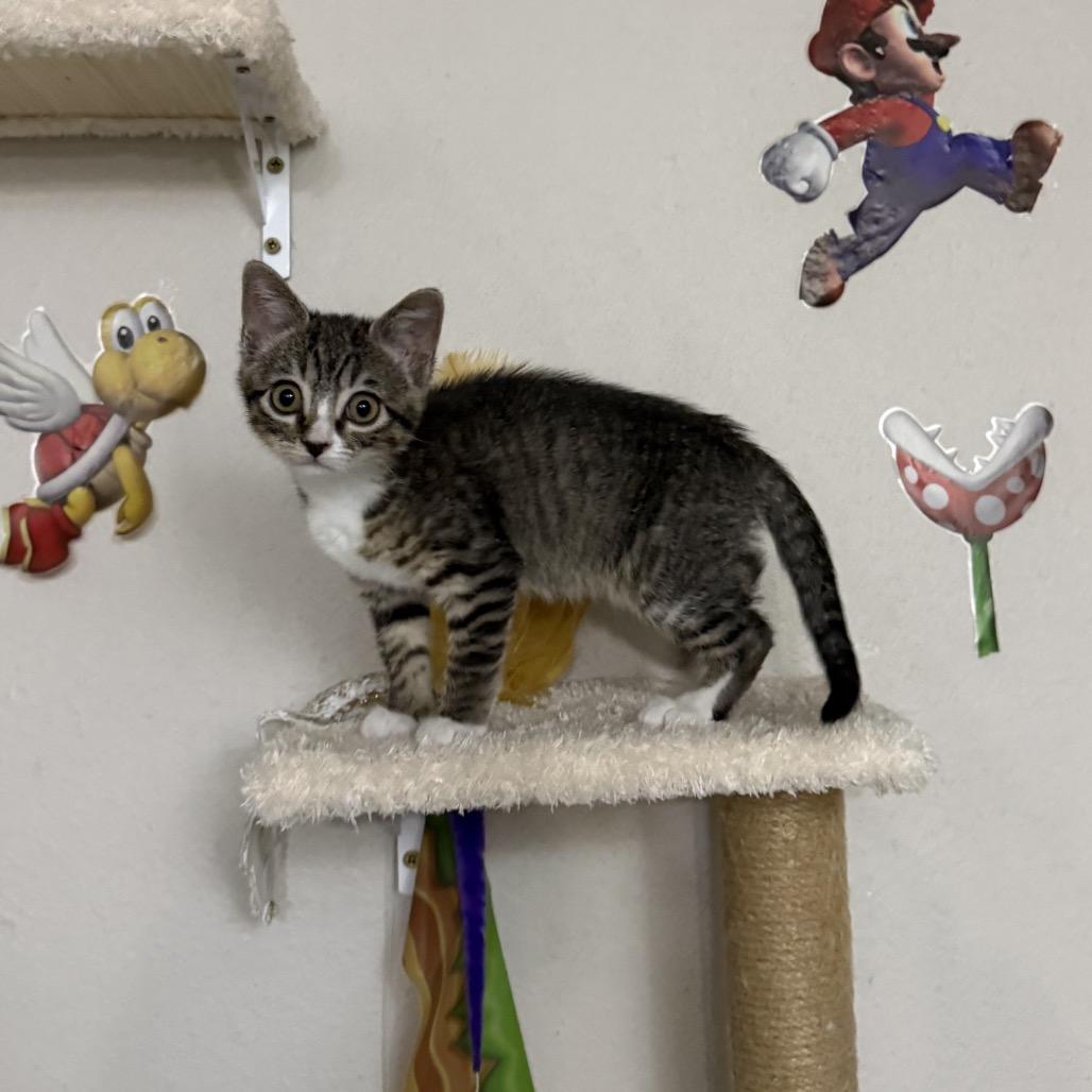 Tiny Boo, Adoptable, Kitten Female Domestic Short Hair & Domestic Short Hair.
