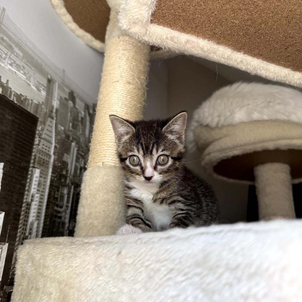 Tiny Boo, a Adoptable mixed breed in Fort Collins, CO image 3/6