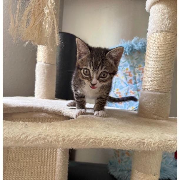 Tiny Boo, a Adoptable mixed breed in Fort Collins, CO image 4/6