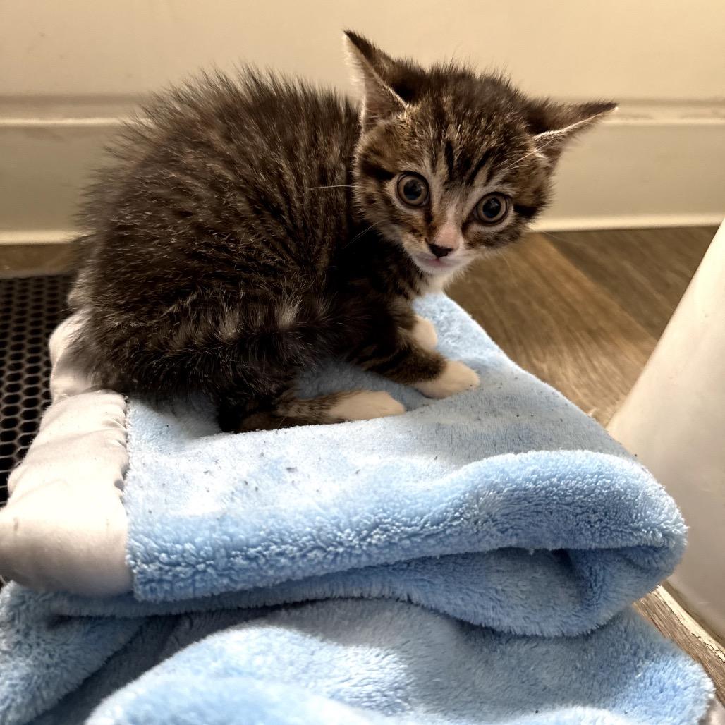 Tiny Boo, a Adoptable mixed breed in Fort Collins, CO image 6/6