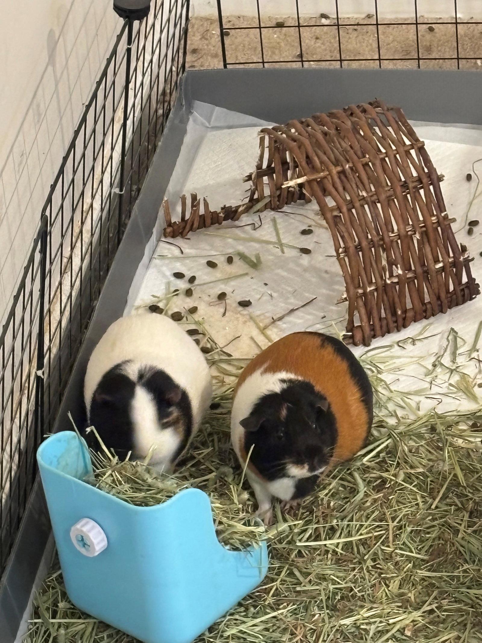 Penny and Clover, Adoptable, Adult Female Guinea Pig.