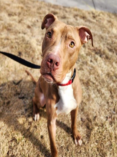 HOOVER, Adoptable, Young Male Pit Bull Terrier.