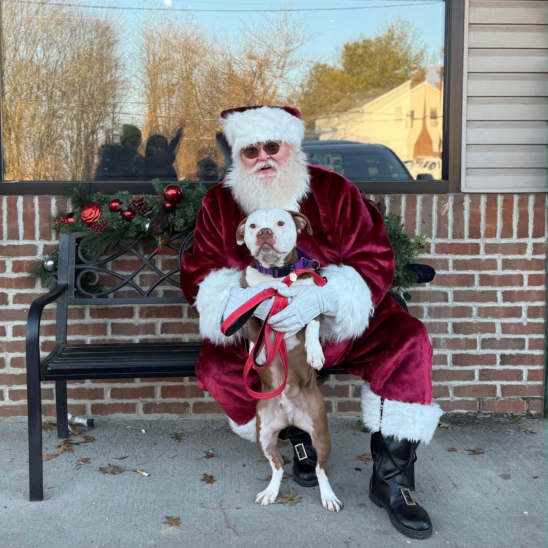 Enlarge Papa, a ADOPTABLE mixed breed in Grafton, OH image 1/5