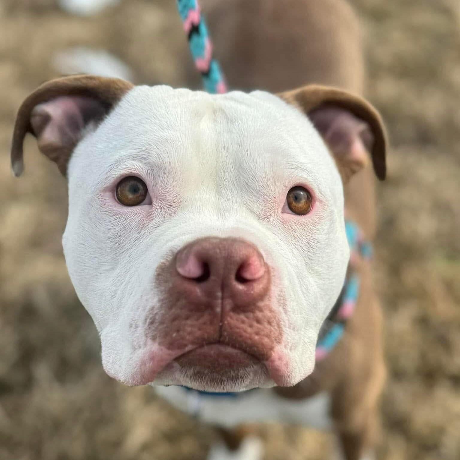 Enlarge Papa, a ADOPTABLE mixed breed in Grafton, OH image 2/5