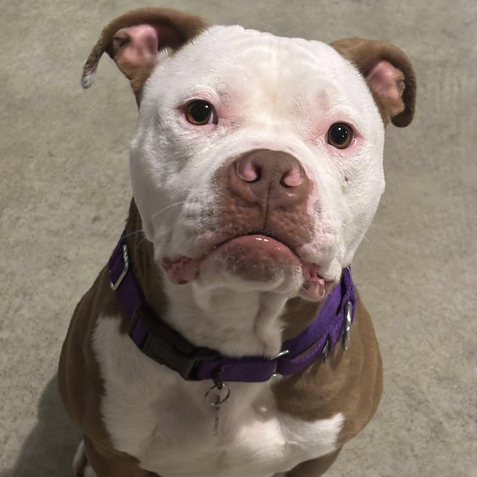 Enlarge Papa, a ADOPTABLE mixed breed in Grafton, OH image 3/5