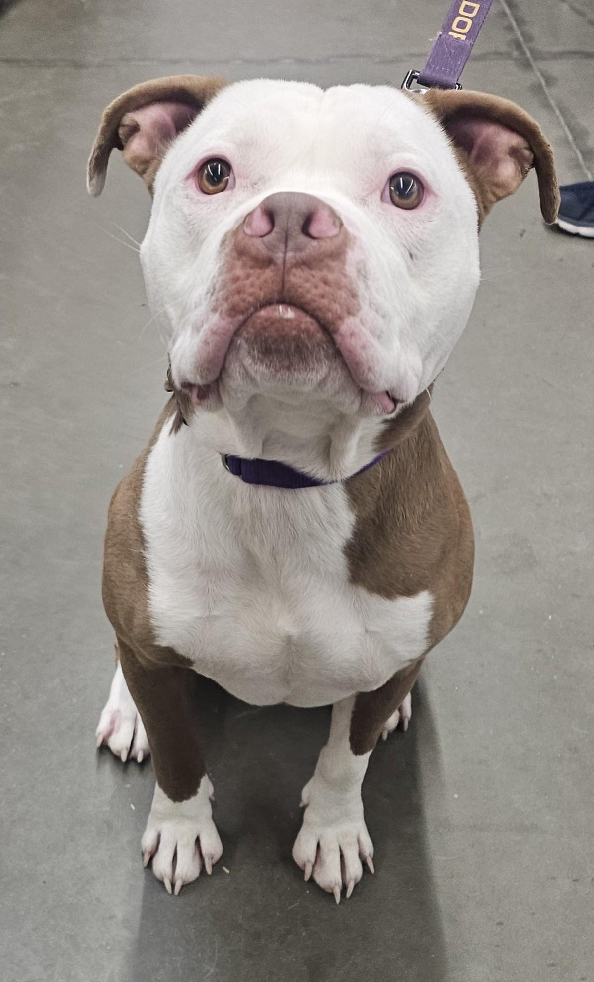 Enlarge Papa, a ADOPTABLE mixed breed in Grafton, OH image 4/5