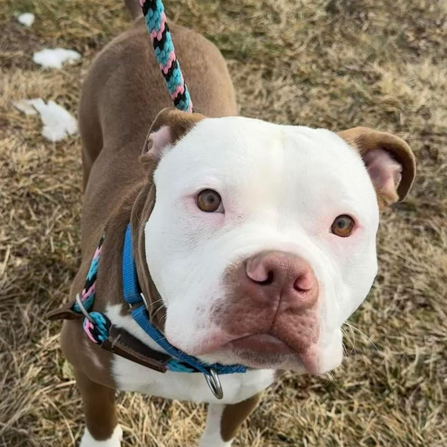 Enlarge Papa, a ADOPTABLE mixed breed in Grafton, OH image 5/5