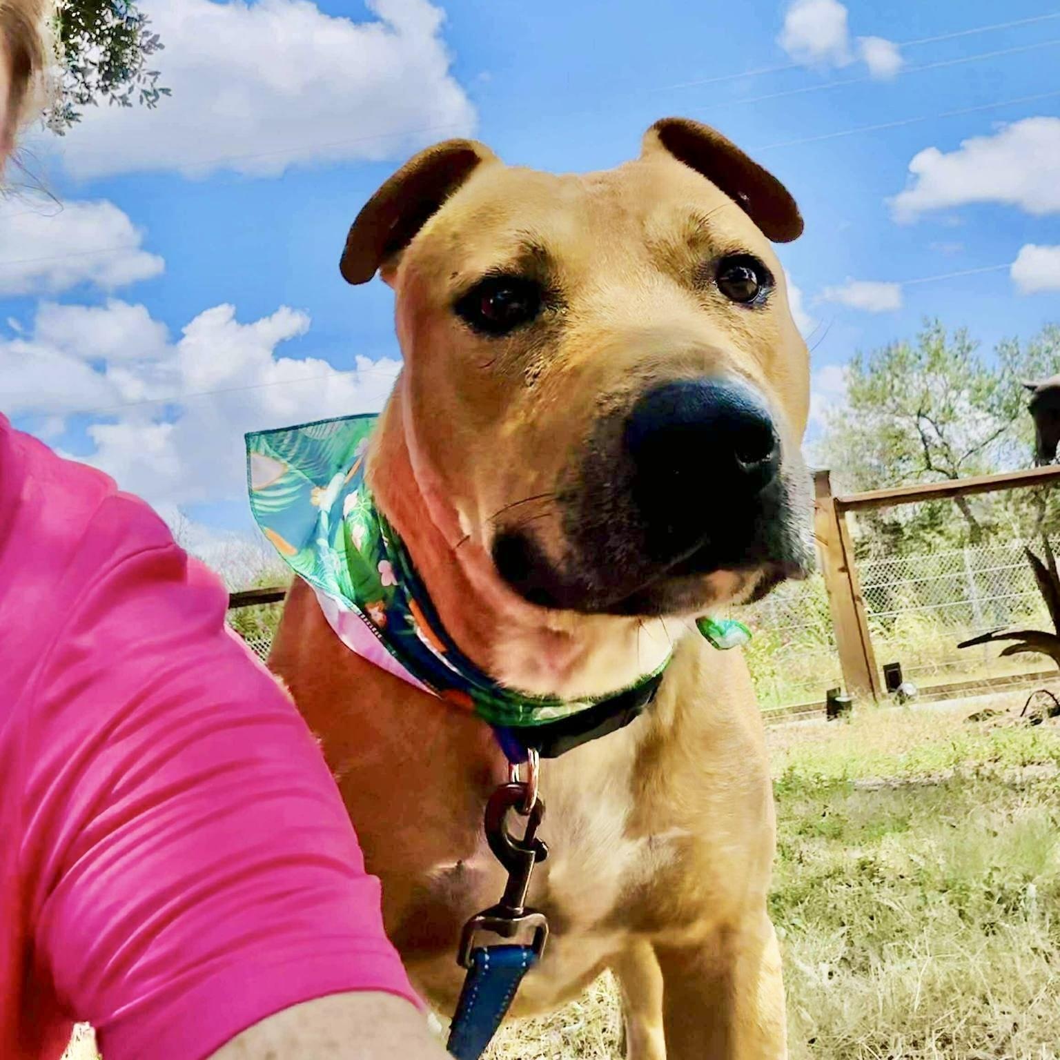 Buddy — thumbnail 5