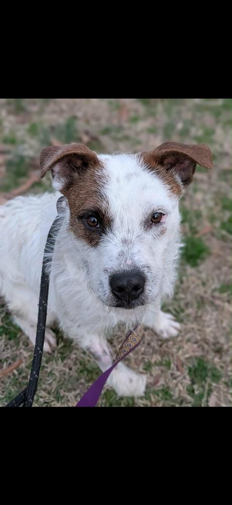 Shaggy — thumbnail 3